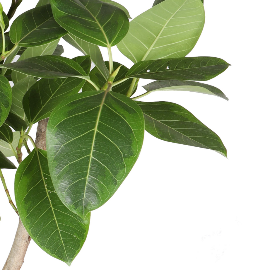 Ficus altissima leaf close-up on white background.