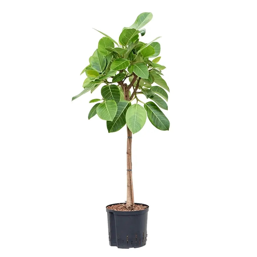 Ficus altissima 'Yellow Gem' potted houseplant in nursery pot on white background, product photo 2.