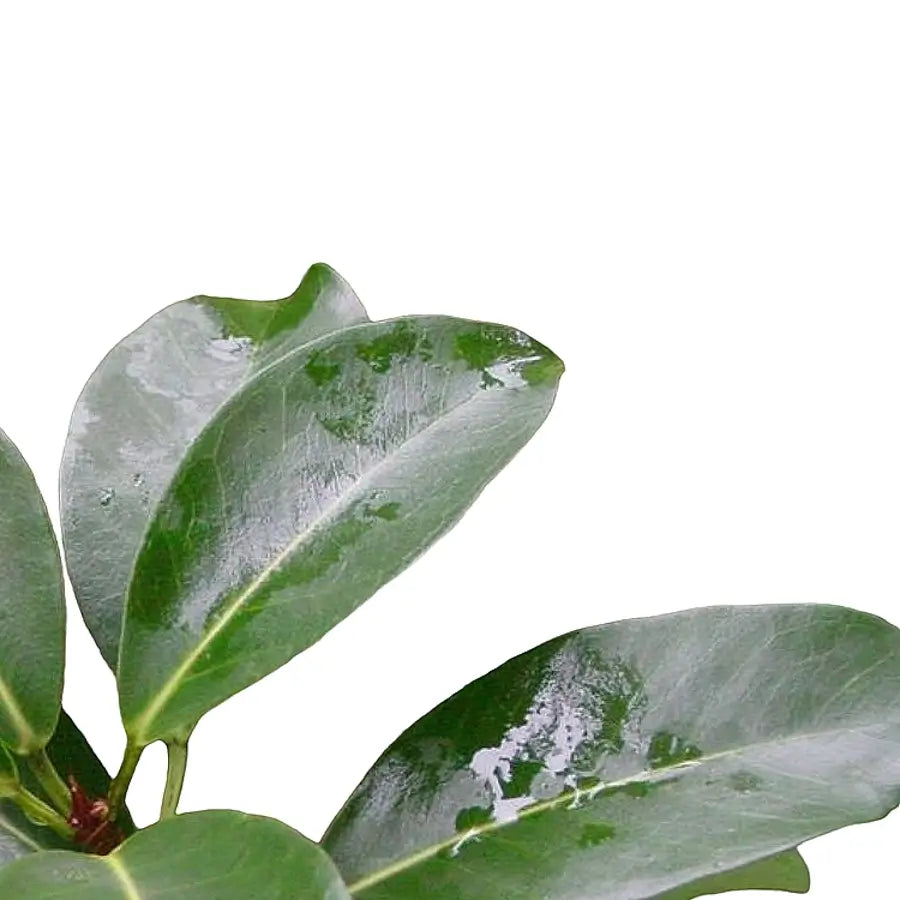 Ficus reflexa leaf close-up on white background.