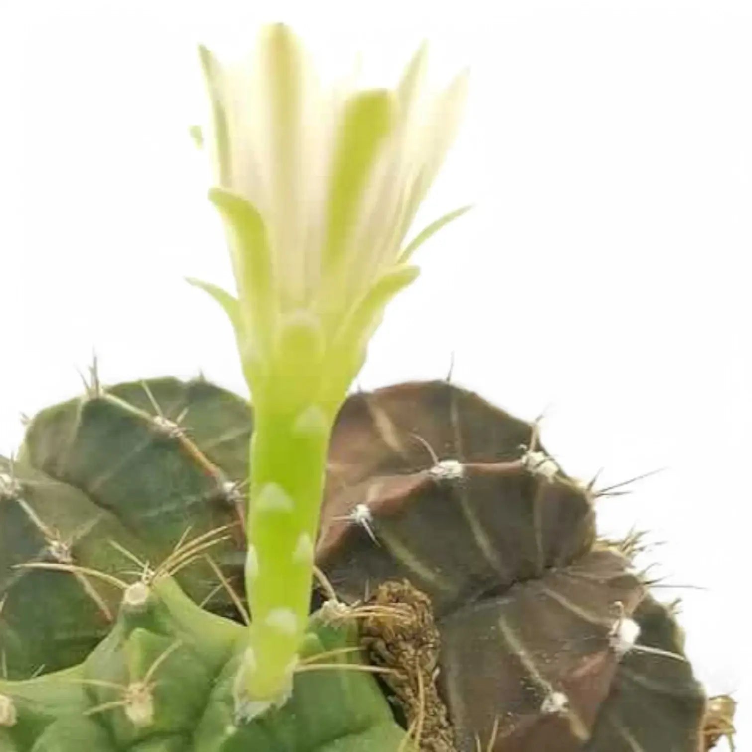Gymnocalycium mihanovichii leaf close-up on white background.