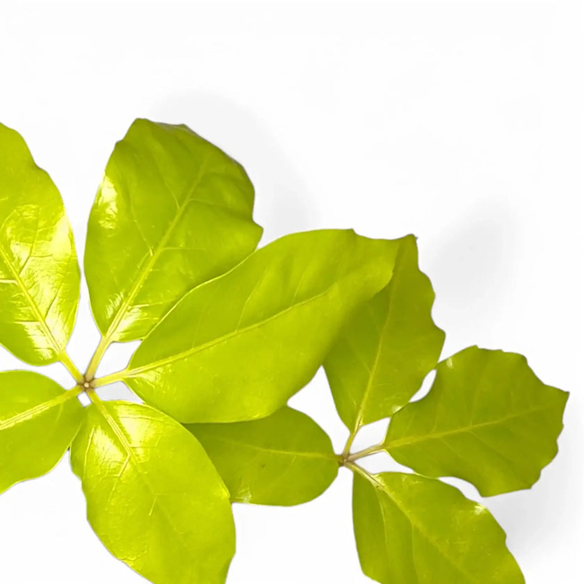 Heptapleurum actinophyllum 'Golden Amate' – Blattdetail vor weißem Hintergrund..