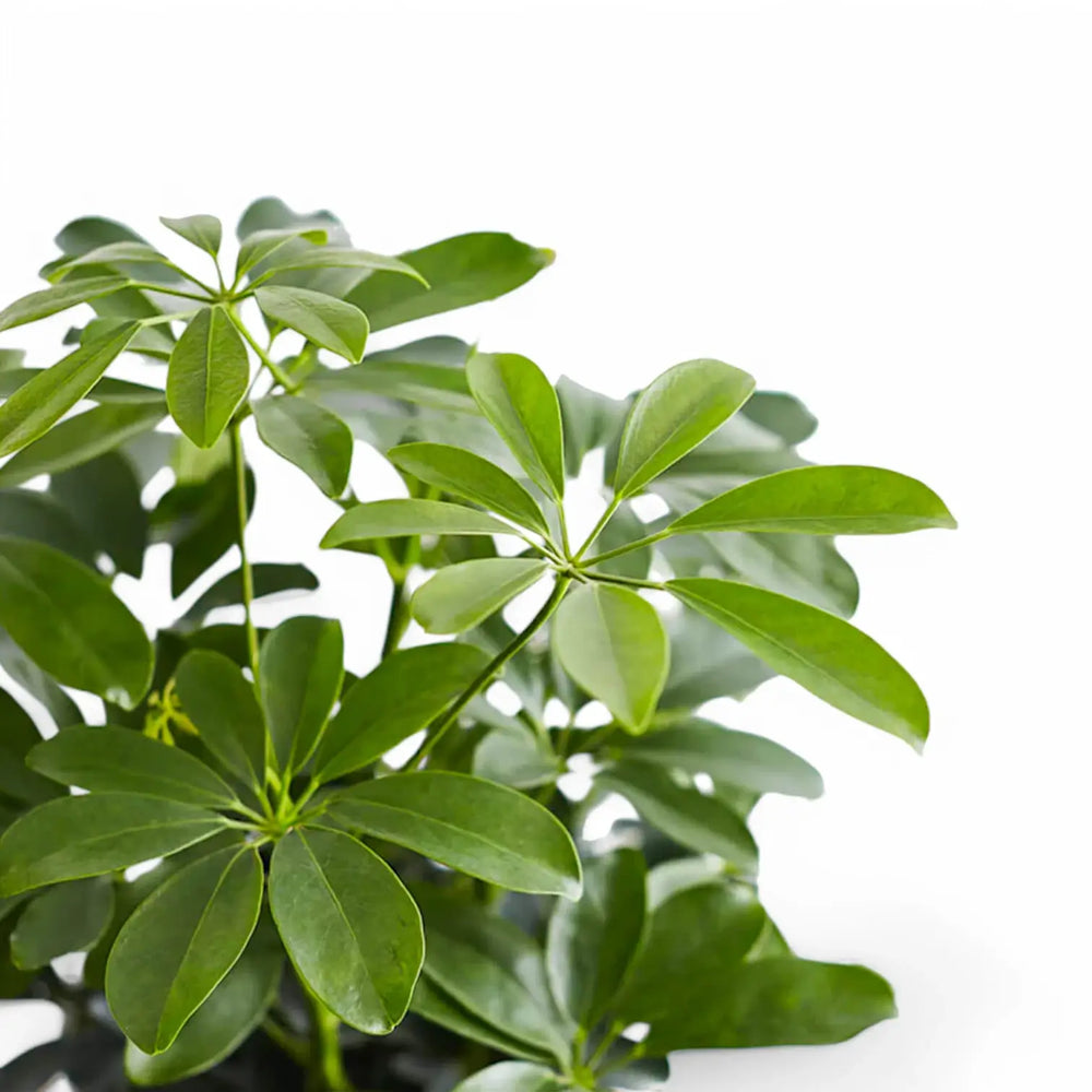 Heptapleurum arboricola 'Compactum' – Blattdetail vor weißem Hintergrund..