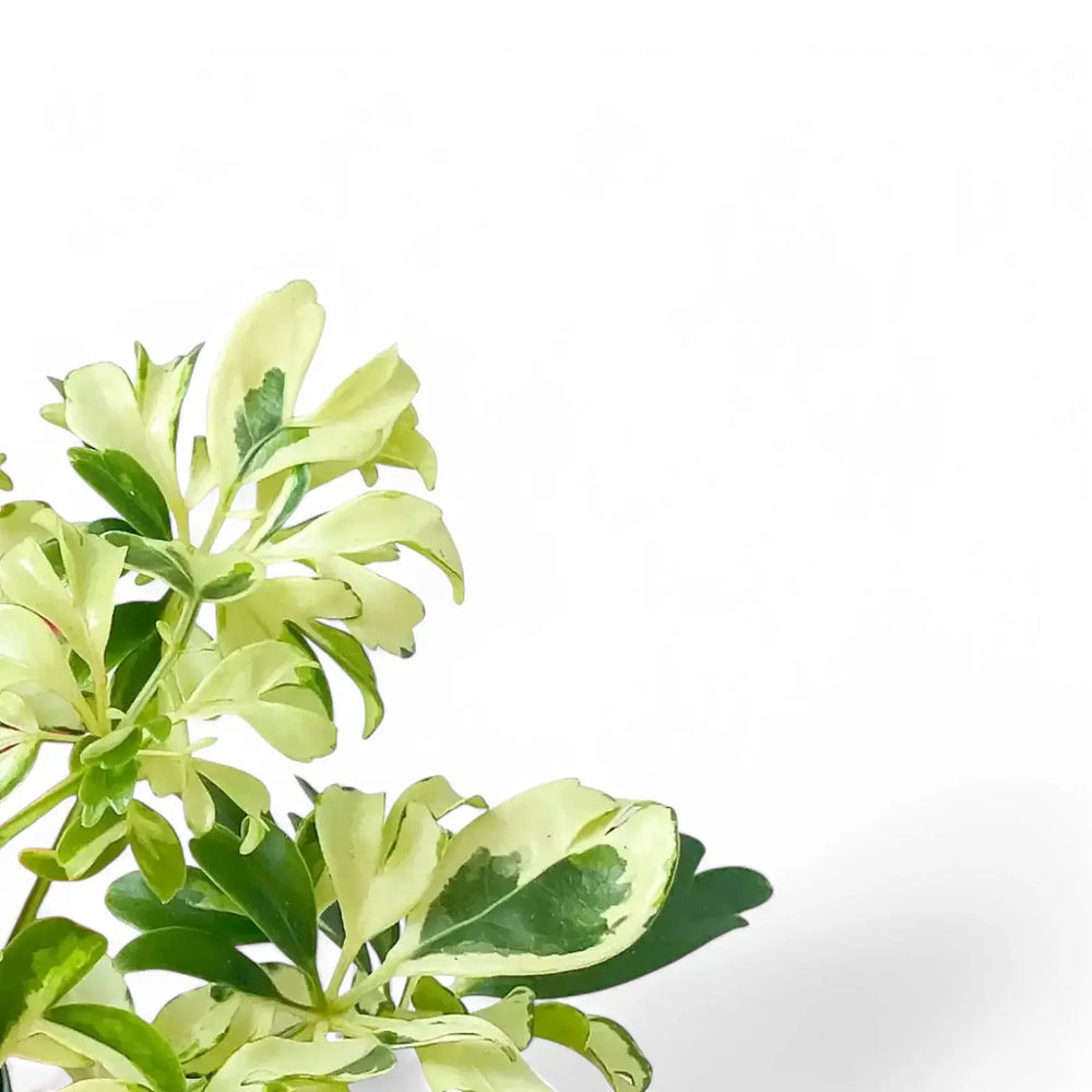 Heptapleurum arboricola 'Janine' – Blattdetail vor weißem Hintergrund..