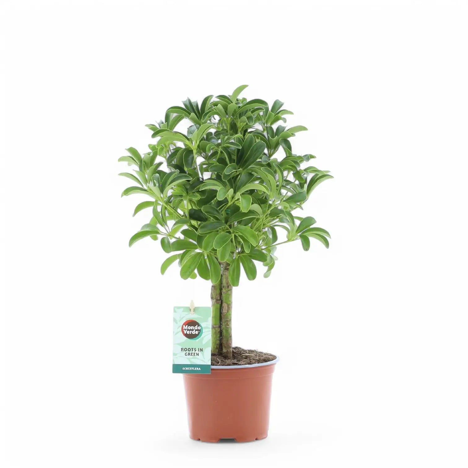 Heptapleurum arboricola 'Luseana' potted houseplant in nursery pot on white background, product photo 3.