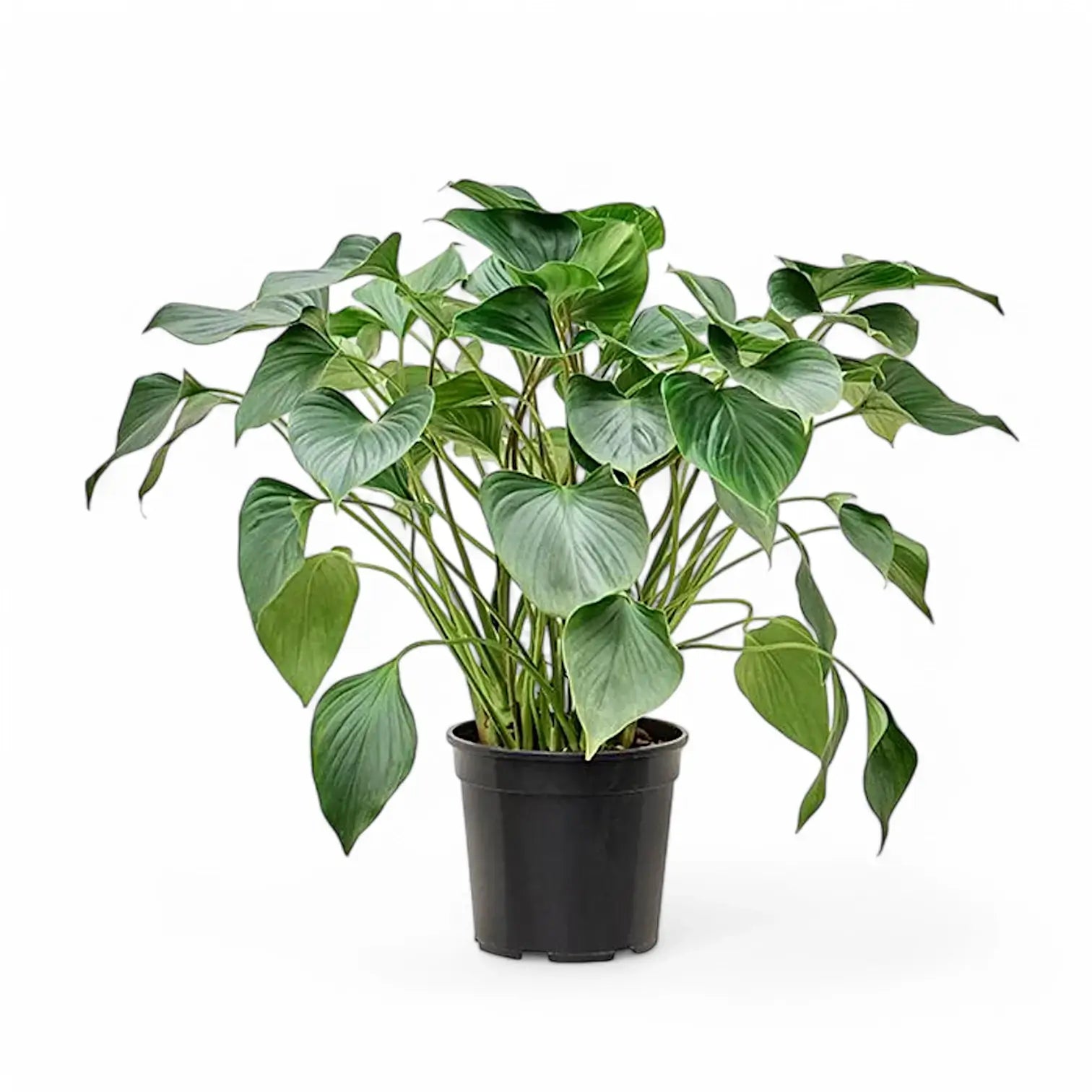 Homalomena rubescens âEmerald gemâ potted houseplant in nursery pot on white background, product photo 3.