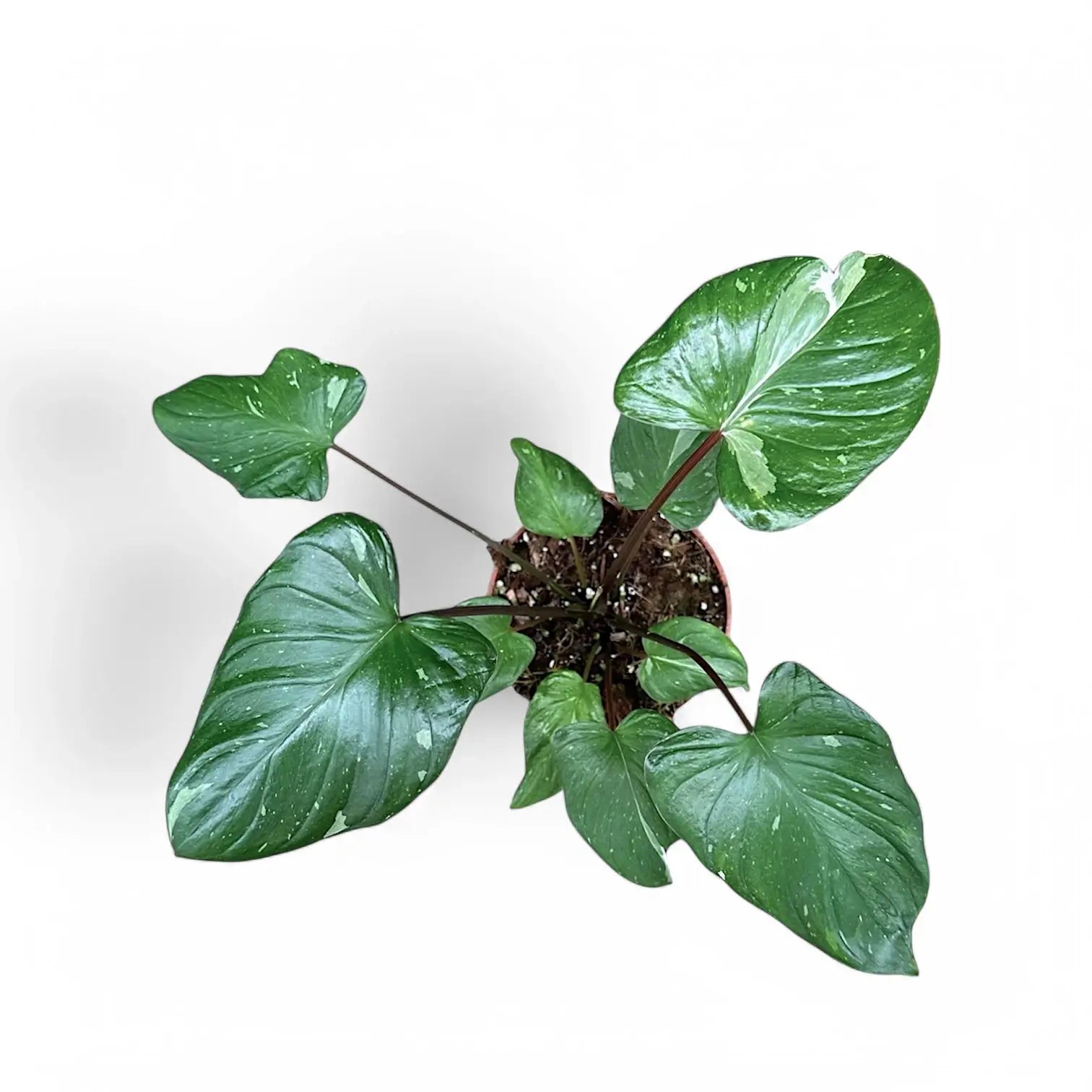 Homalomena rubescens 'Stardust' potted houseplant in nursery pot on white background, product photo 5.