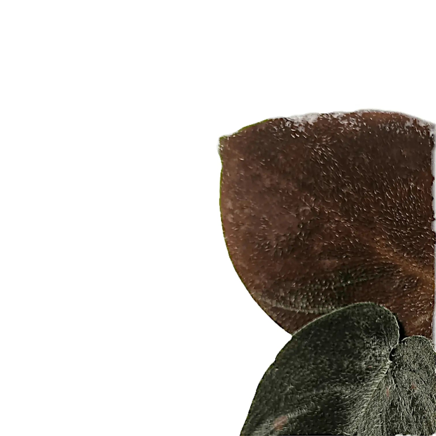 Homalomena sp. Aceh 'Velvet' leaf close-up on white background.