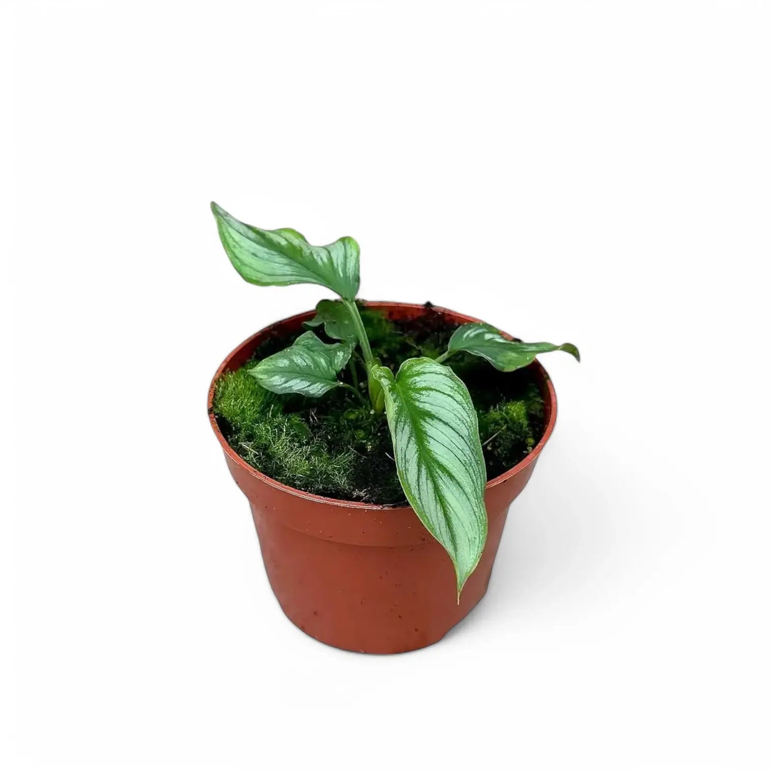 Homalomena sp. Riau Sumatra ('Jungle Velvet') potted houseplant in nursery pot on white background, product photo 3.