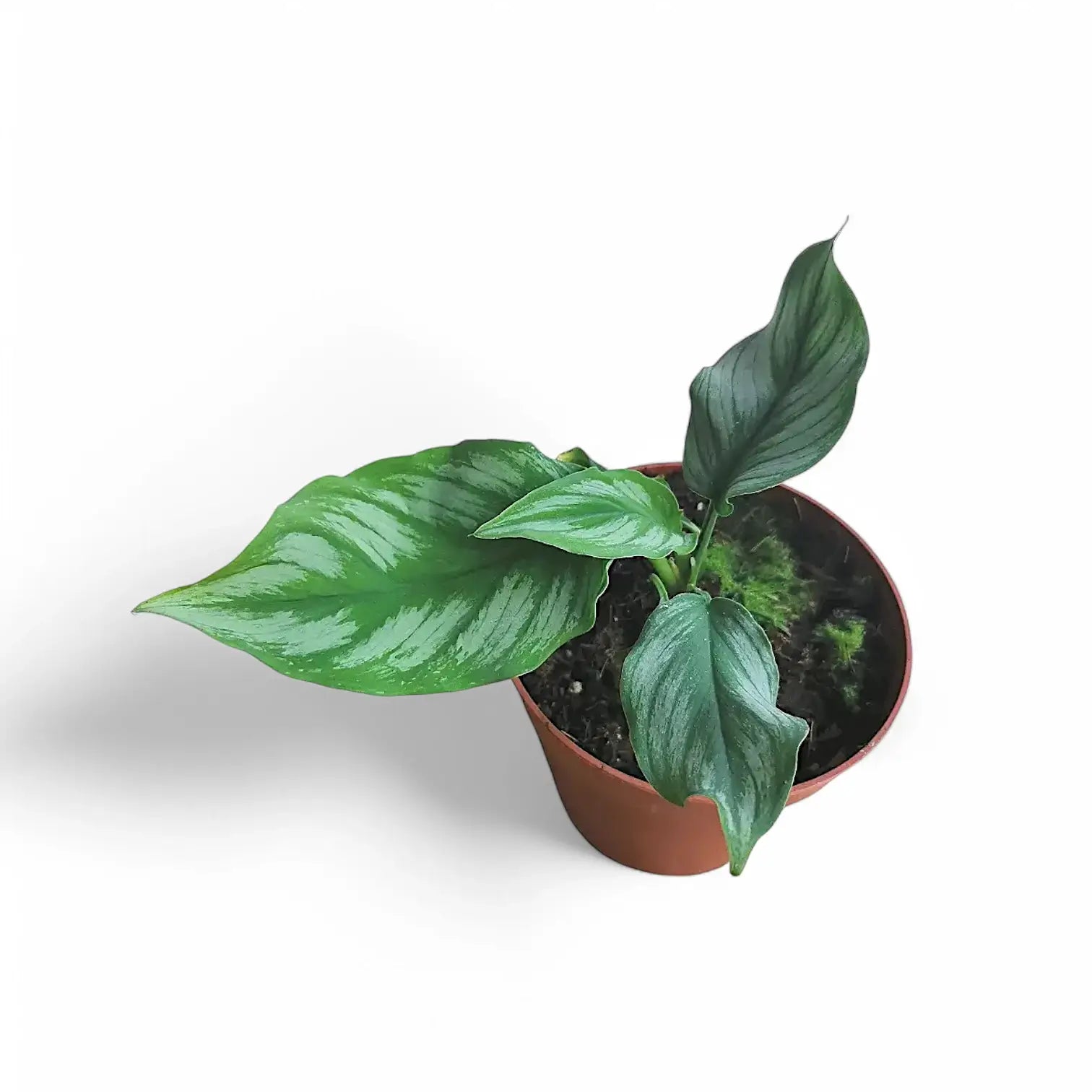 Homalomena sp. Riau Sumatra ('Jungle Velvet') potted houseplant in nursery pot on white background, product photo 4.