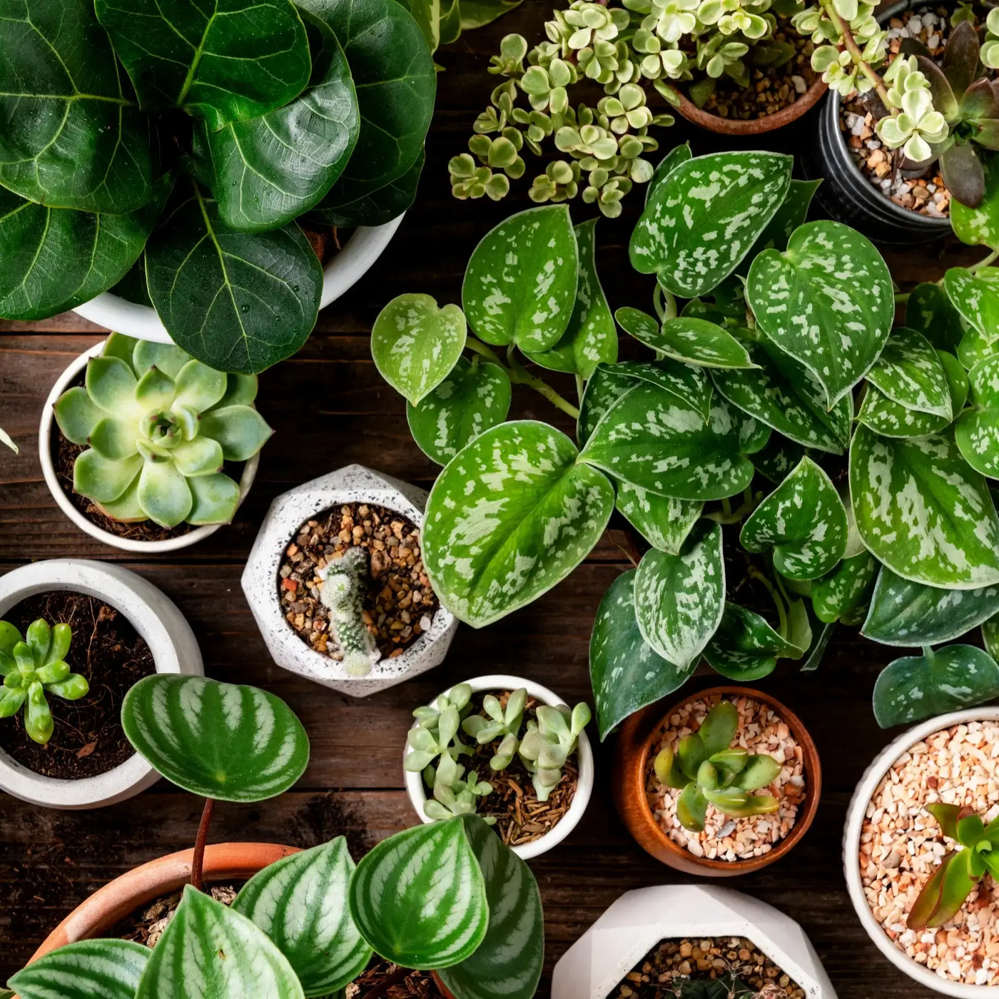 Collection of various potted plants on a wooden surface