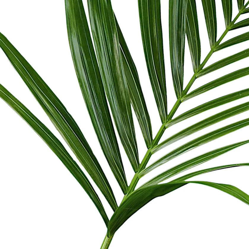 Howea forsteriana – Blattdetail vor weißem Hintergrund..