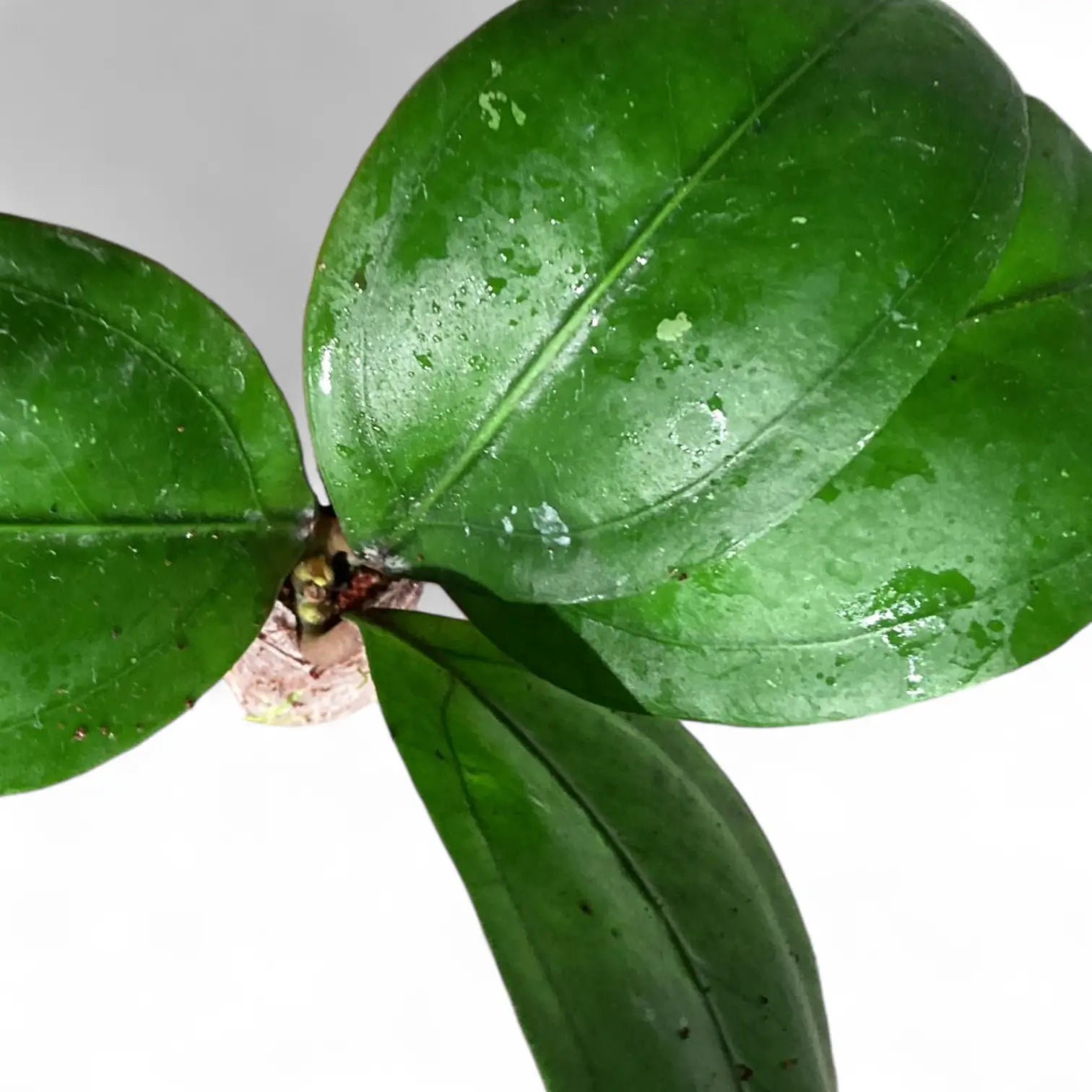 Hoya CNS 005 potted houseplant in nursery pot on white background, product photo 3.