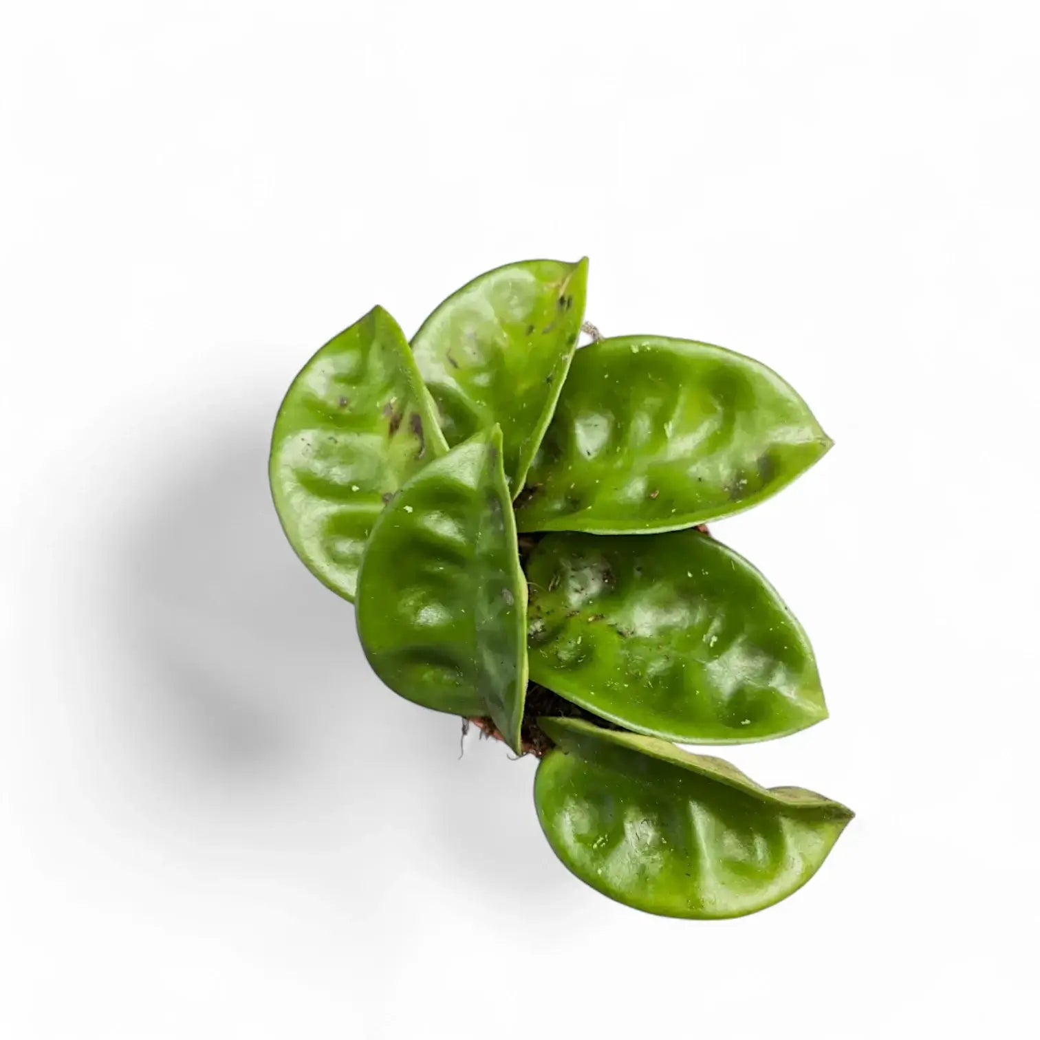 Hoya 'Krinkle 8' potted houseplant in nursery pot on white background, product photo 4.