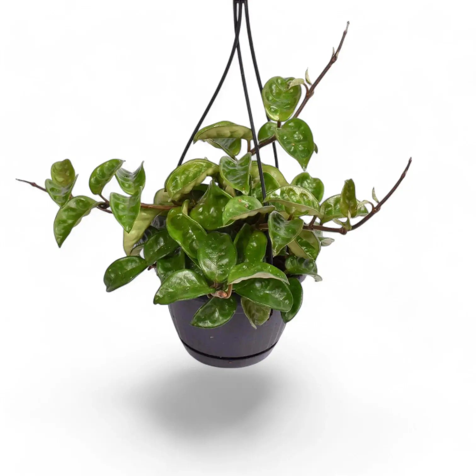 Hoya 'Krinkle 8' potted houseplant in nursery pot on white background, product photo 6.