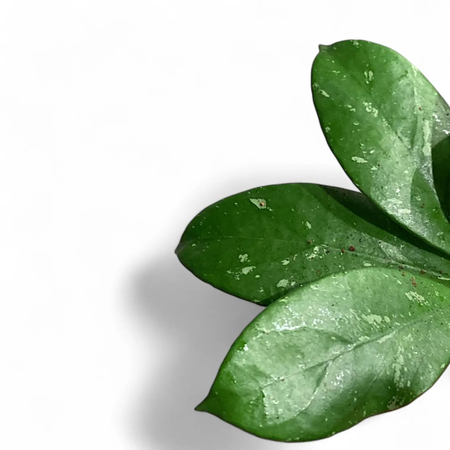 Hoya âLai Chauâ leaf close-up on white background.