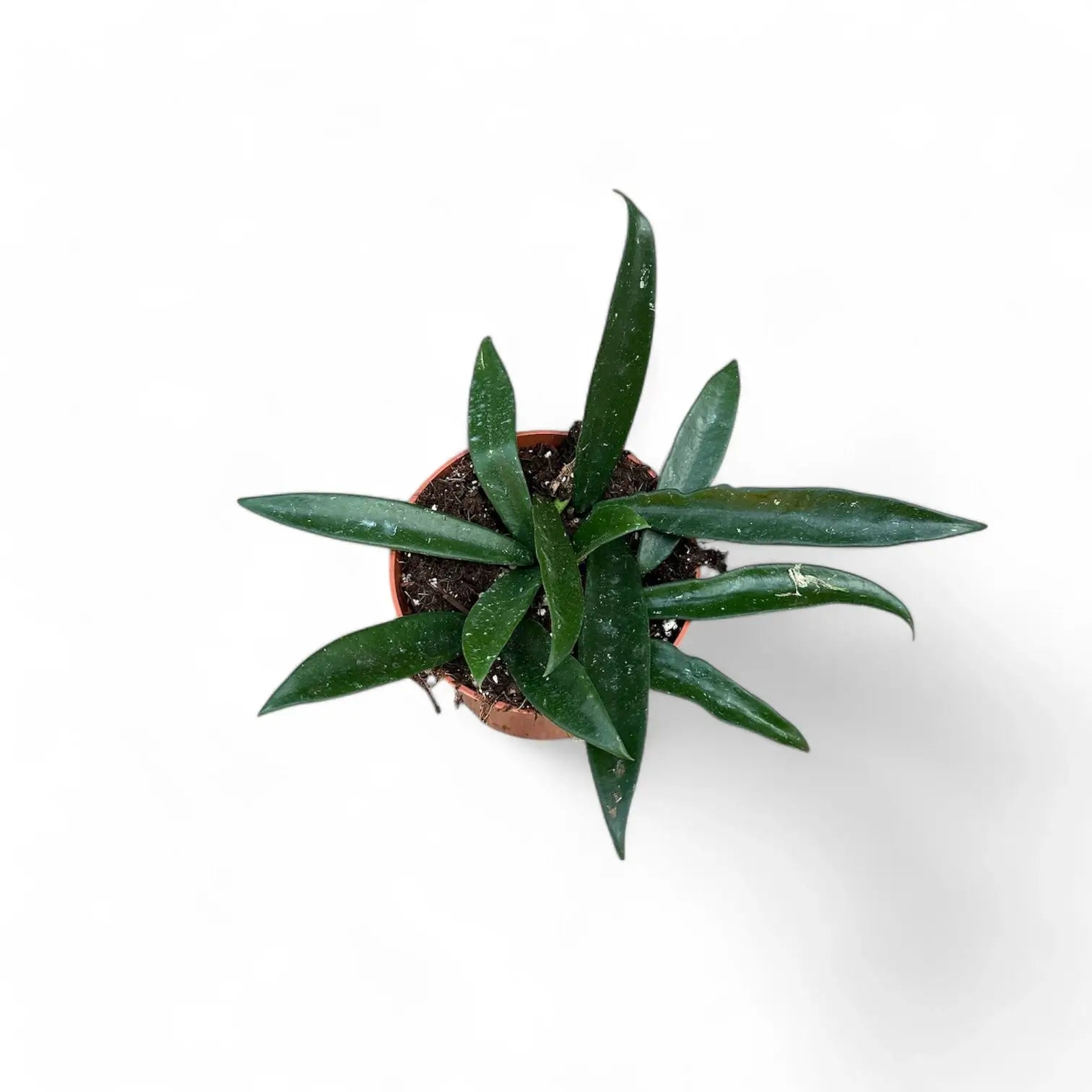 Hoya âMinibelleâ Zimmerpflanze im Anzuchttopf vor weiĂem Hintergrund, Produktfoto 2.