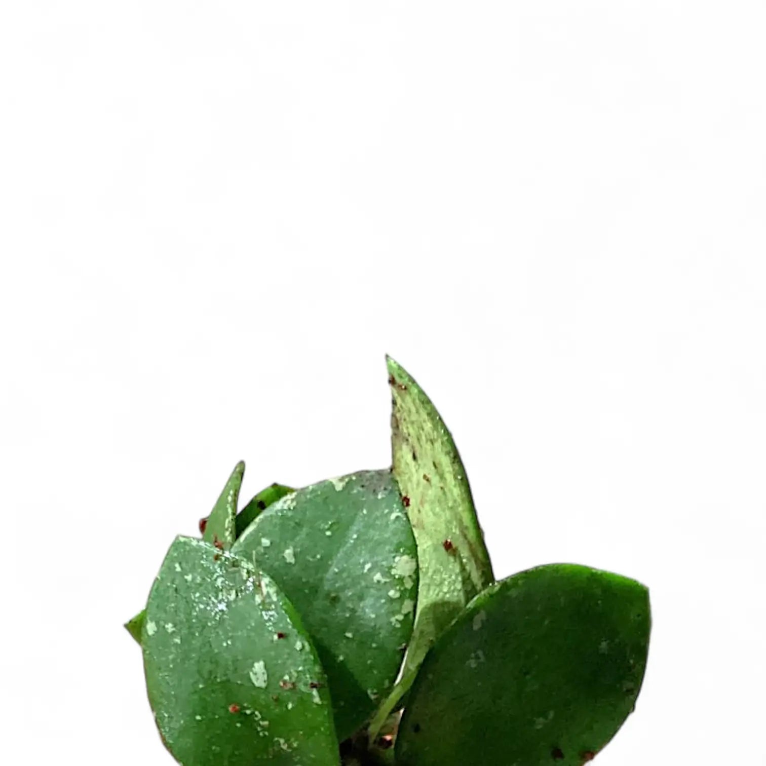 Hoya NO ID ‘Small Round Leaf’ leaf close-up on white background.