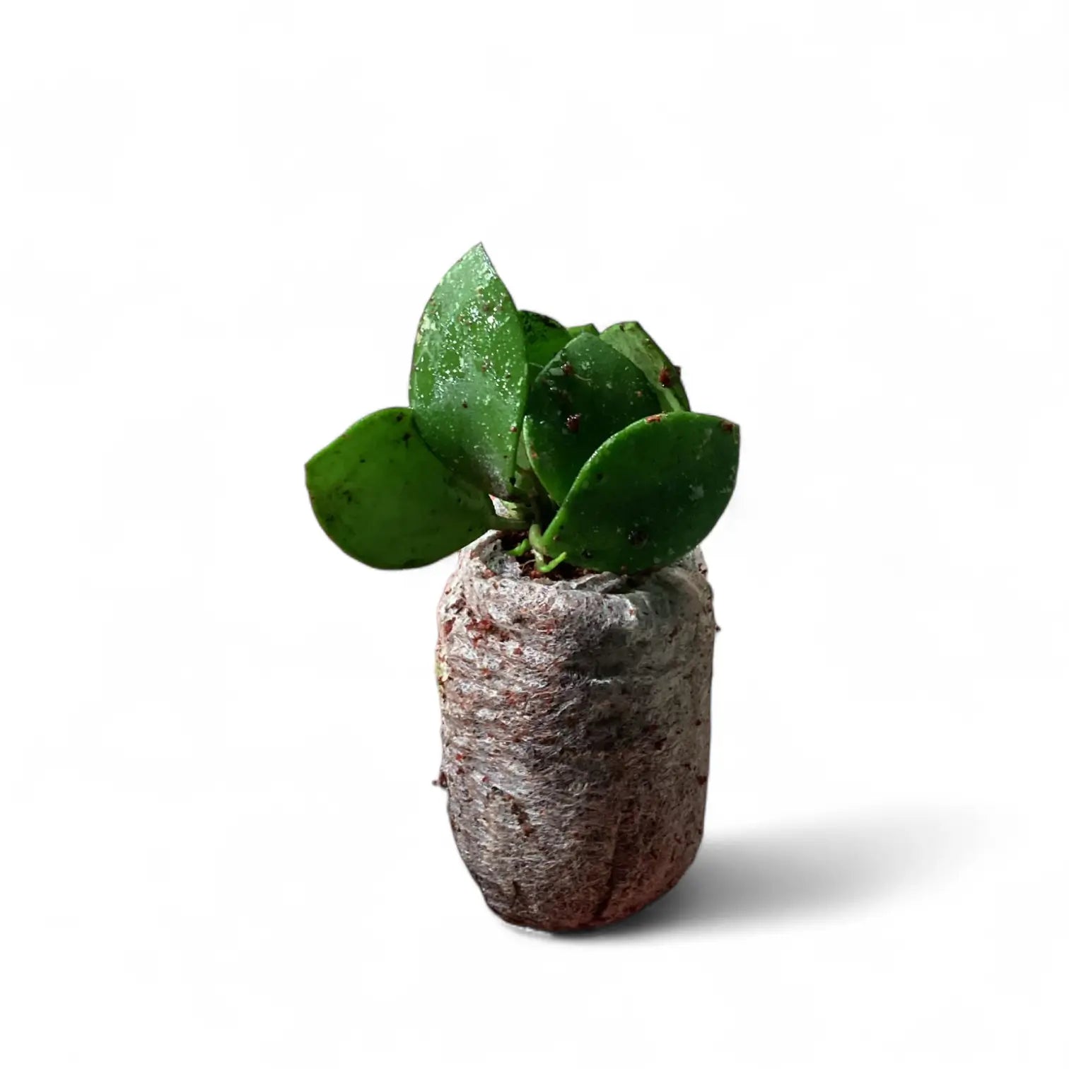 Hoya NO ID ‘Small Round Leaf’ potted houseplant in nursery pot on white background, product photo 3.