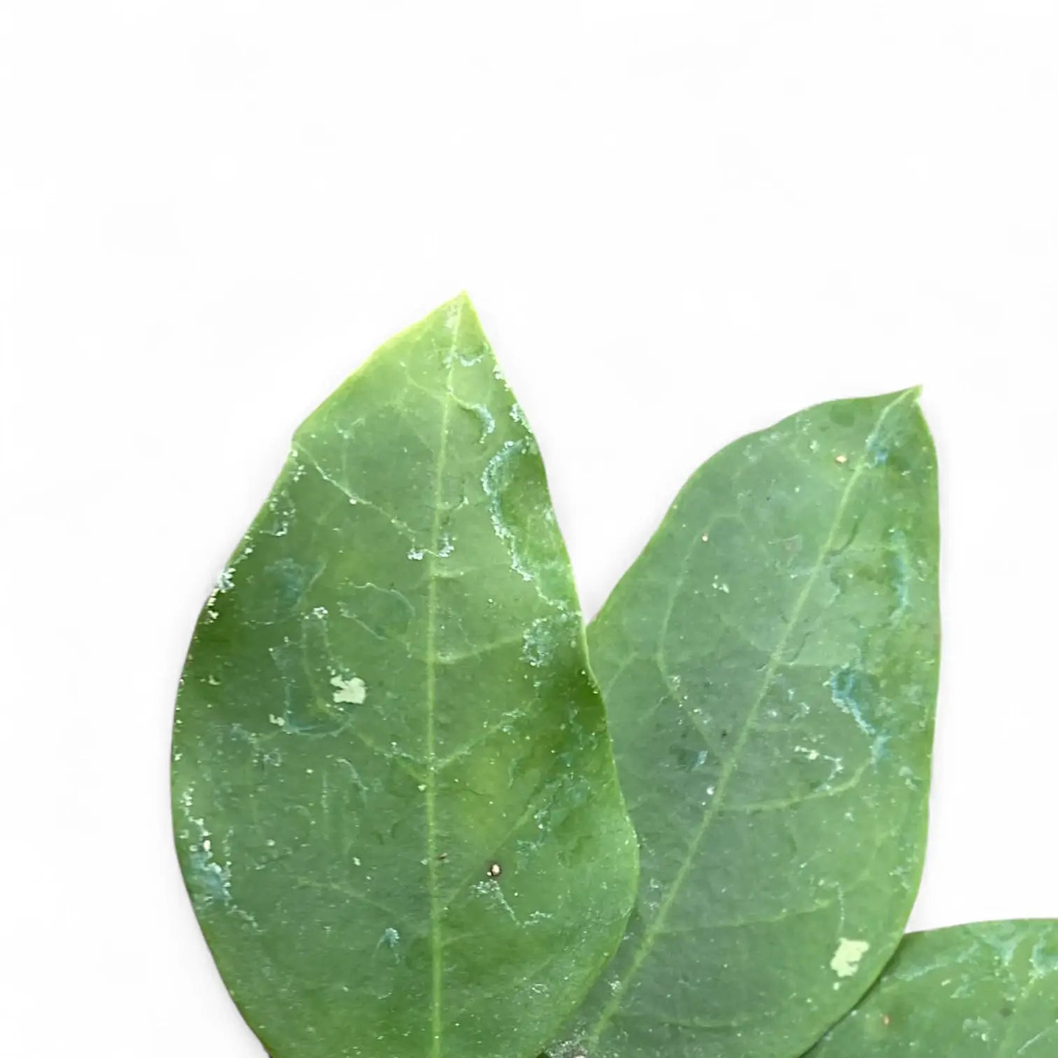 Hoya ‘Patricia’ leaf close-up on white background.