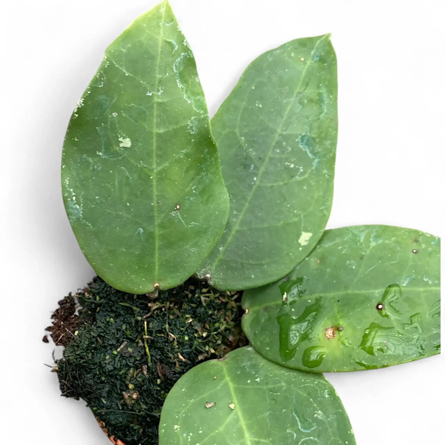 Hoya ‘Patricia’ potted houseplant in nursery pot on white background, product photo 3.