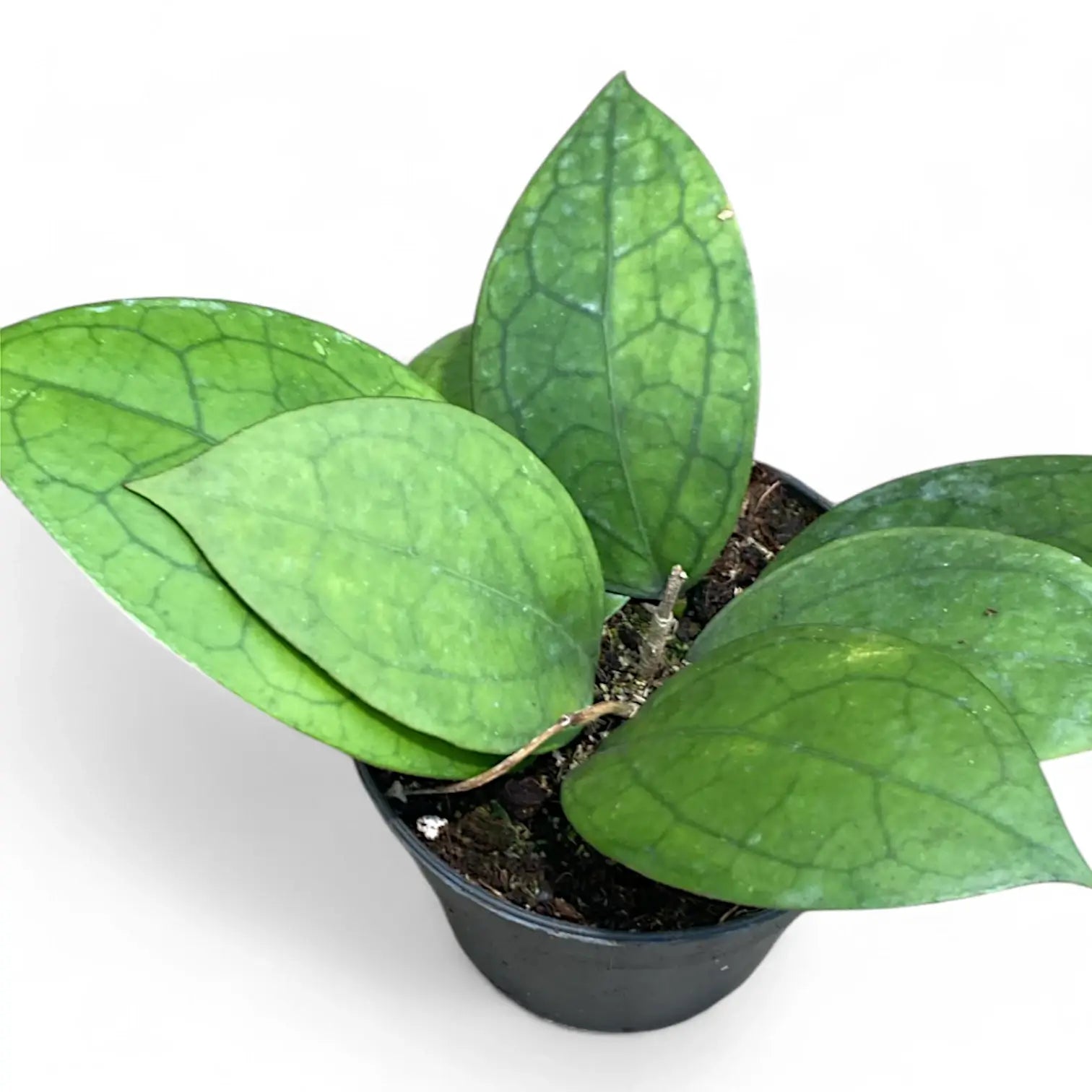 Hoya 'Puom Siam Ruby' (PMP 176) Zimmerpflanze im Anzuchttopf vor weiĂem Hintergrund, Produktfoto 2.