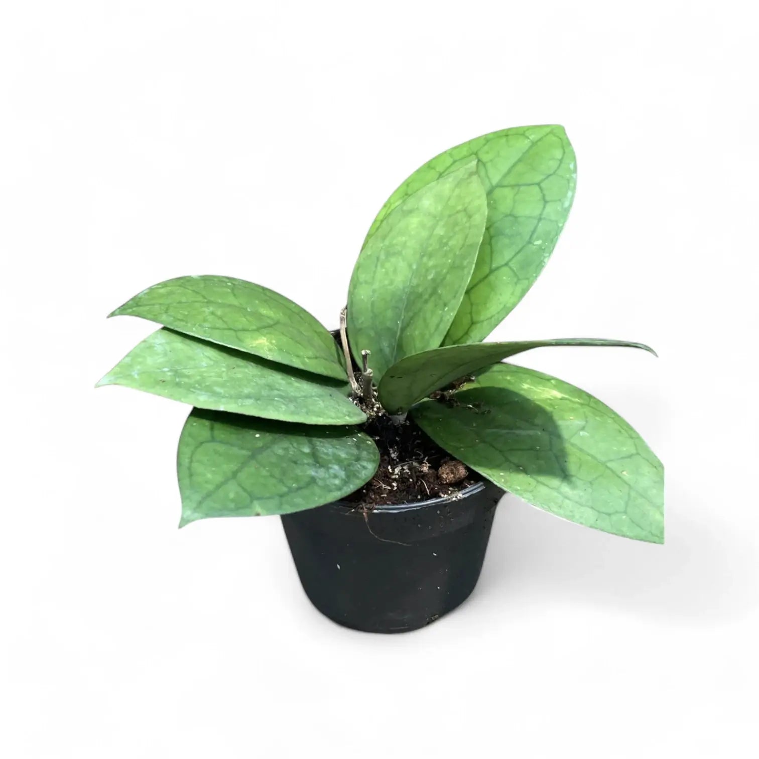 Hoya 'Puom Siam Ruby' (PMP 176) Zimmerpflanze im Anzuchttopf vor weiĂem Hintergrund, Produktfoto 3.