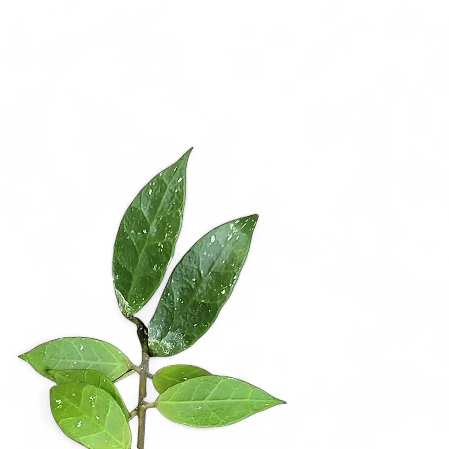 Hoya 'Rebecca' – Blattdetail vor weißem Hintergrund..