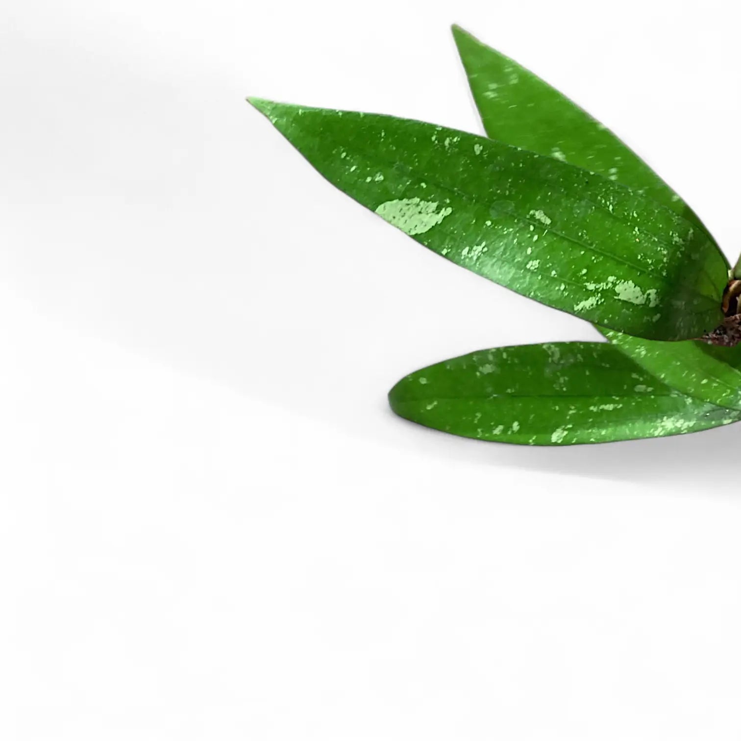 Hoya âRindu Rafflesiaâ leaf close-up on white background.