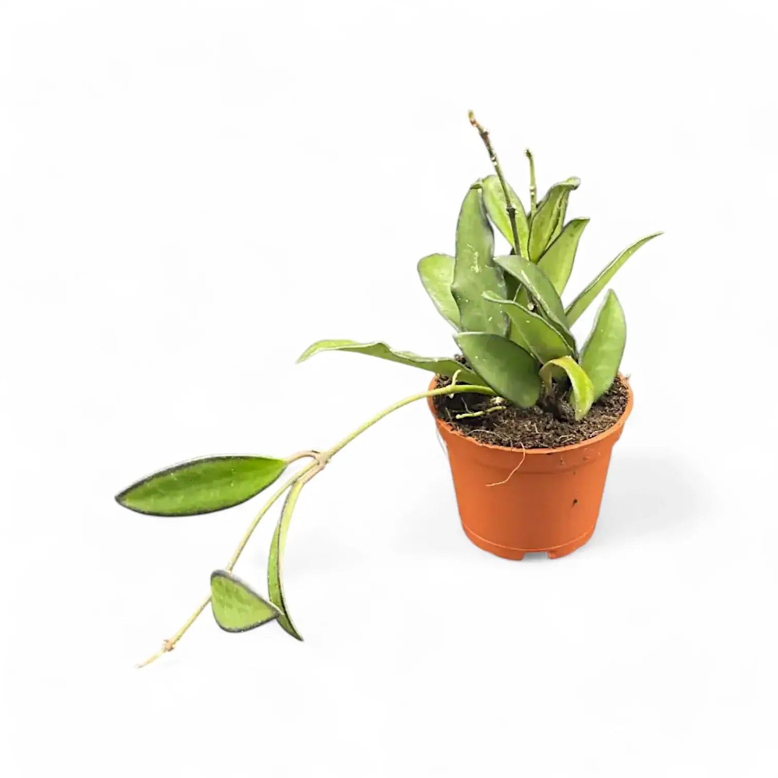 Hoya 'Rosita' potted houseplant in nursery pot on white background, product photo 4.