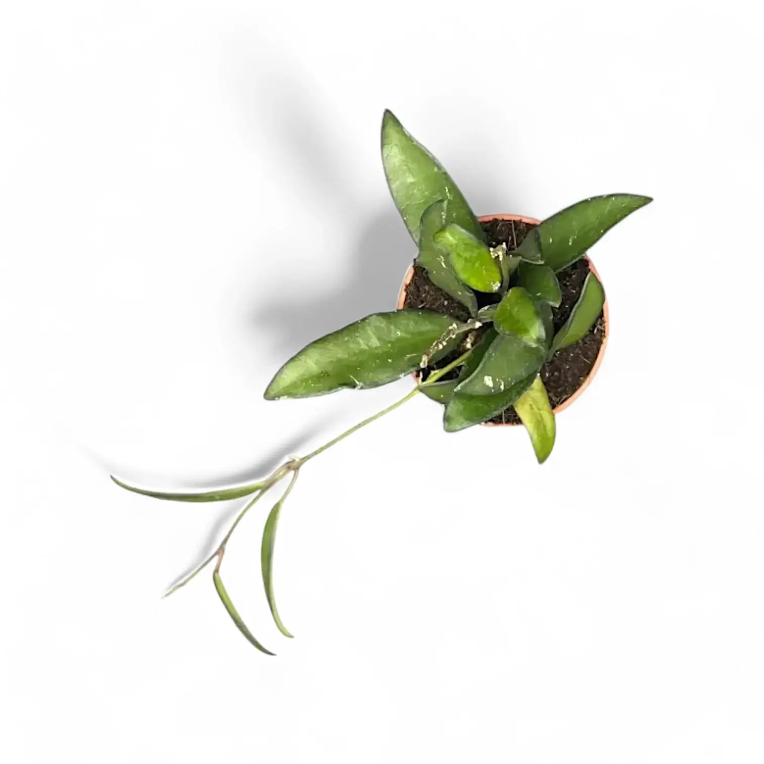 Hoya 'Rosita' potted houseplant in nursery pot on white background, product photo 5.