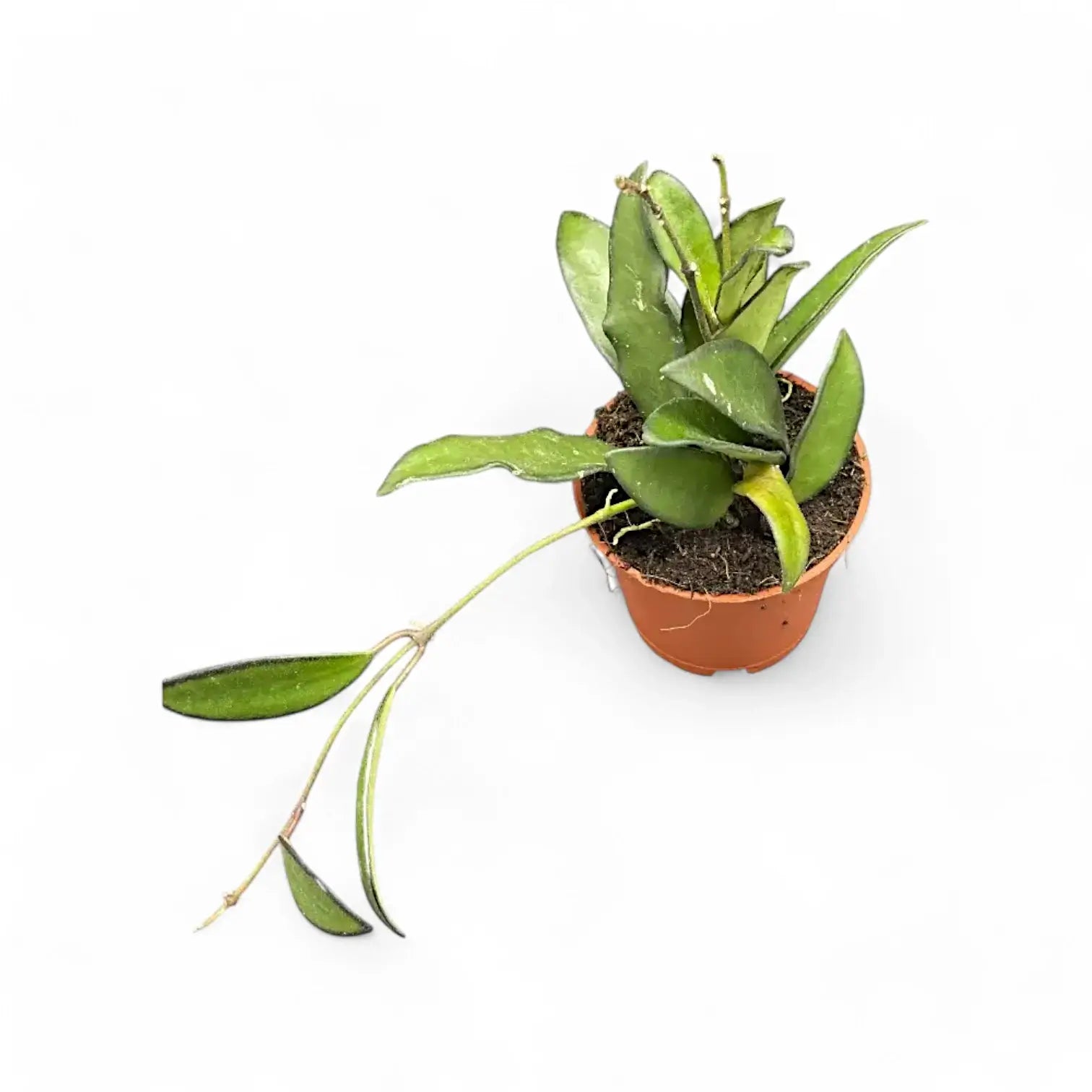 Hoya 'Rosita' potted houseplant in nursery pot on white background, product photo 7.