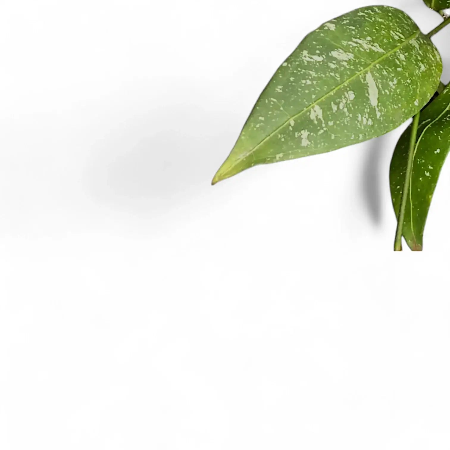 Hoya amicabilis 'Splash' – Blattdetail vor weißem Hintergrund..