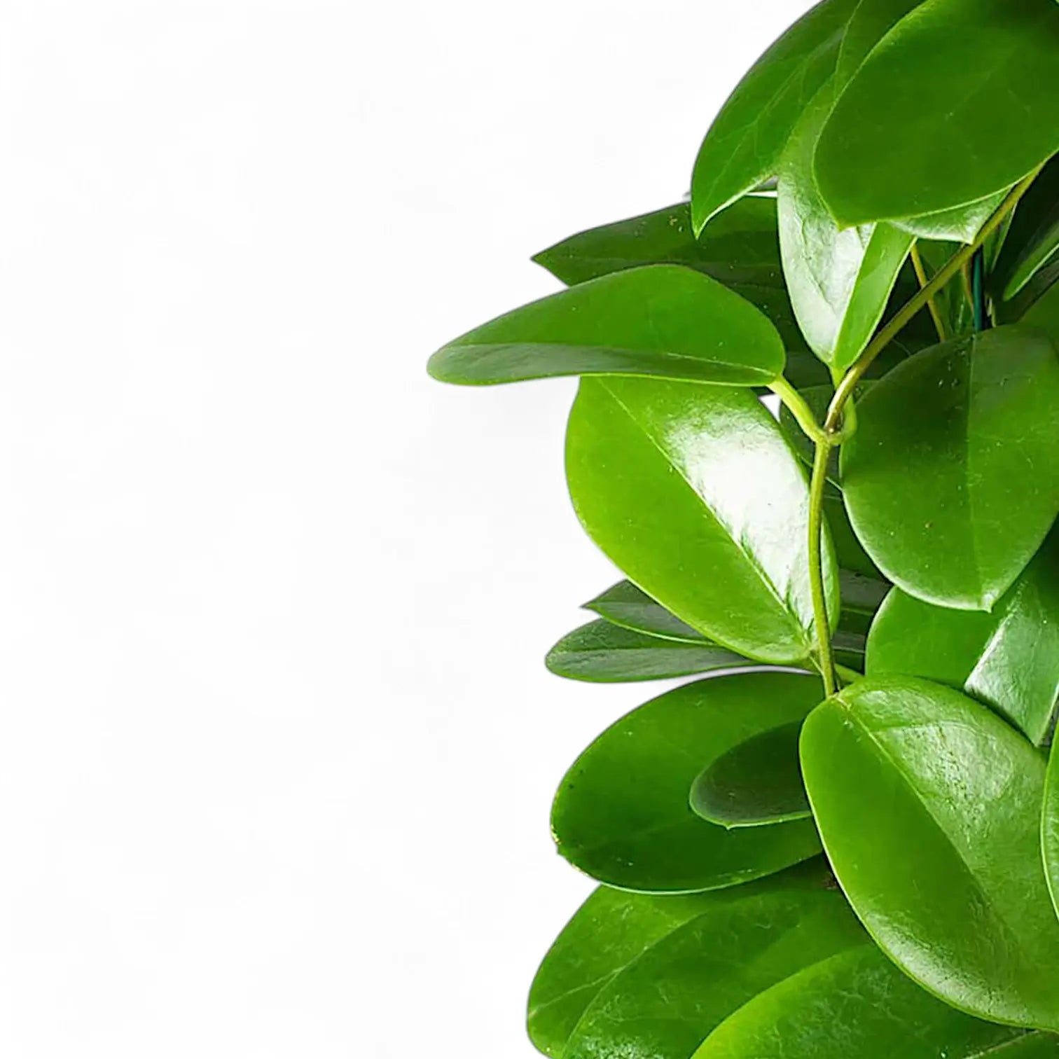 Hoya australis – Blattdetail vor weißem Hintergrund..