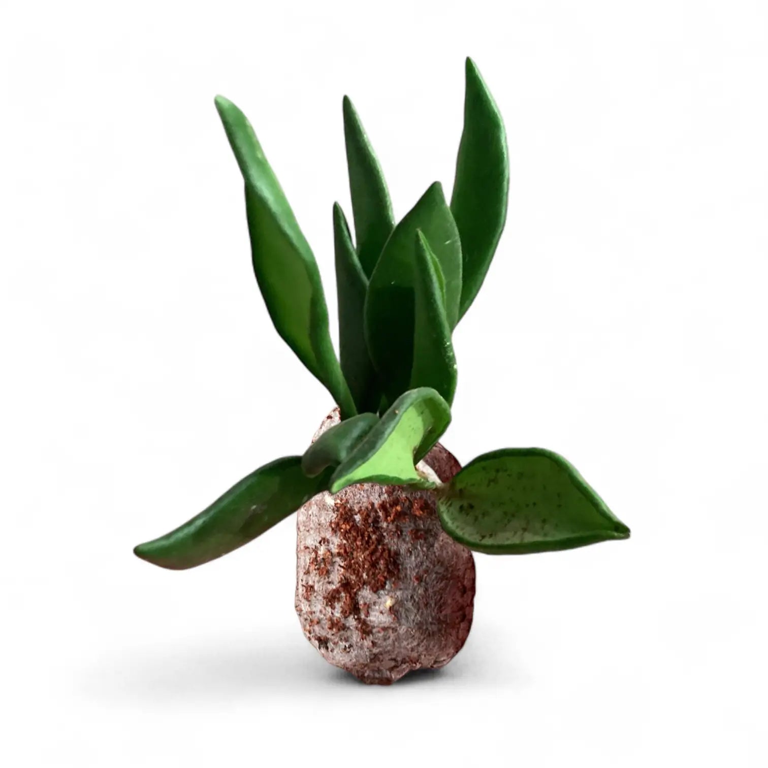Hoya bilobata potted houseplant in nursery pot on white background, product photo 3.