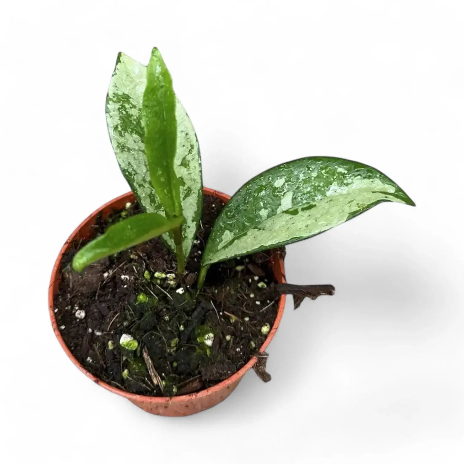 Hoya carnosa AH-074 'Silver Moon' Zimmerpflanze im Anzuchttopf vor weißem Hintergrund, Produktfoto 2.