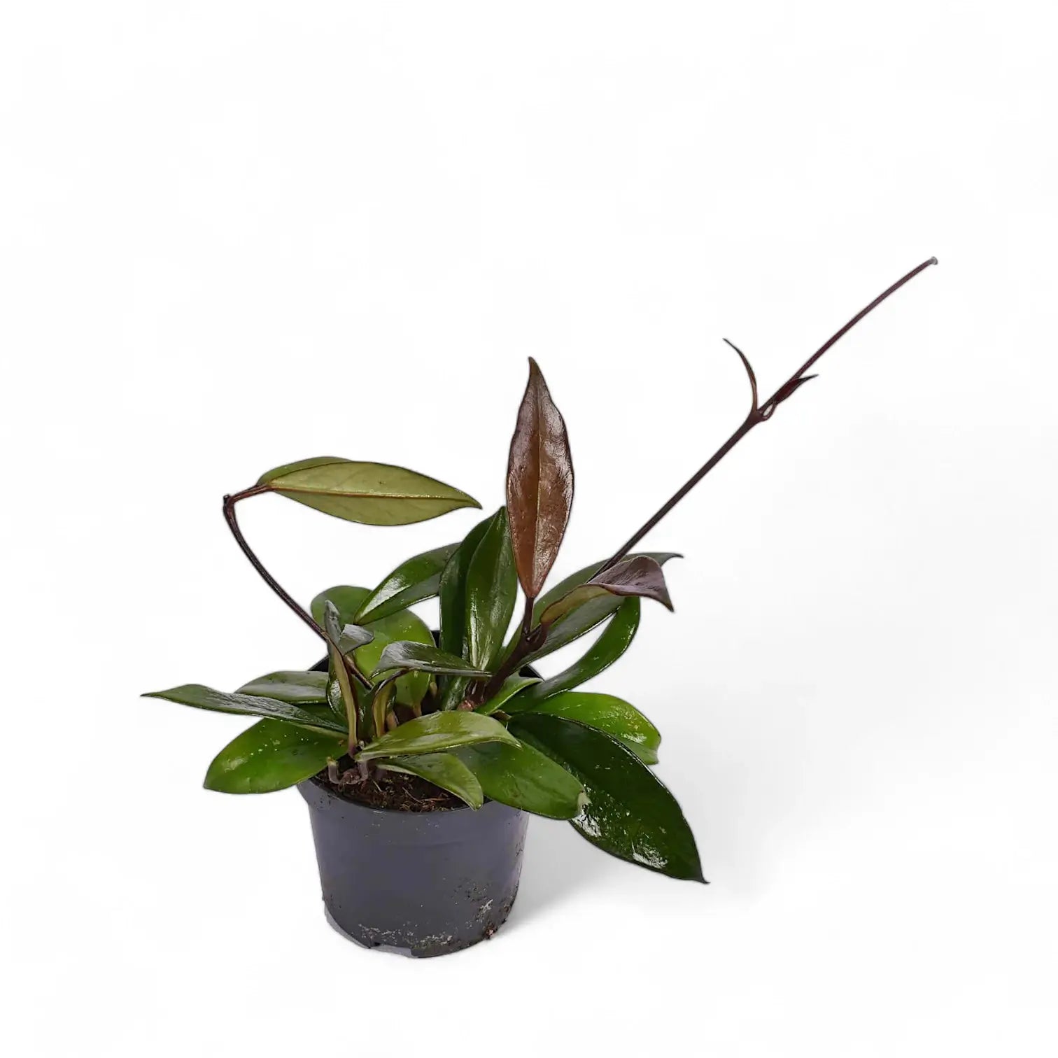 Hoya carnosa 'Dark red' Zimmerpflanze im Anzuchttopf vor weißem Hintergrund, Produktfoto 2.