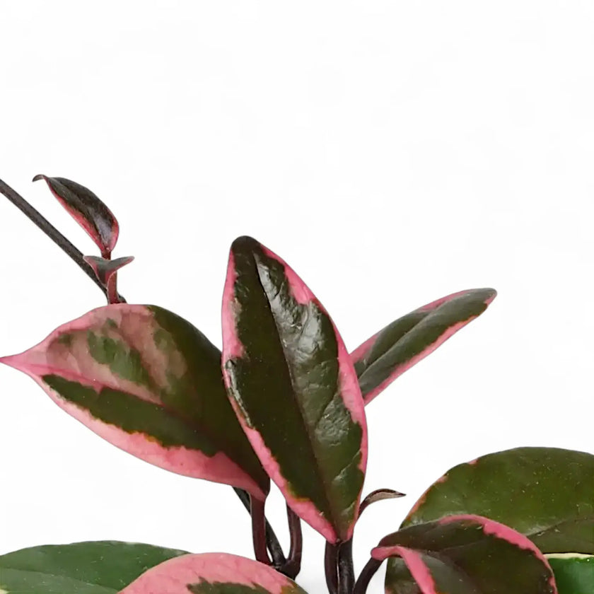 Hoya carnosa 'Flamingo Dream' – Blattdetail vor weißem Hintergrund..