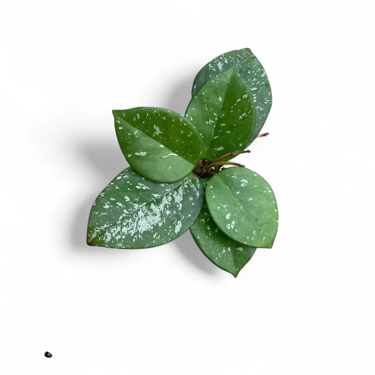 Hoya carnosa 'Speckles' Zimmerpflanze im Anzuchttopf vor weißem Hintergrund, Produktfoto 3.