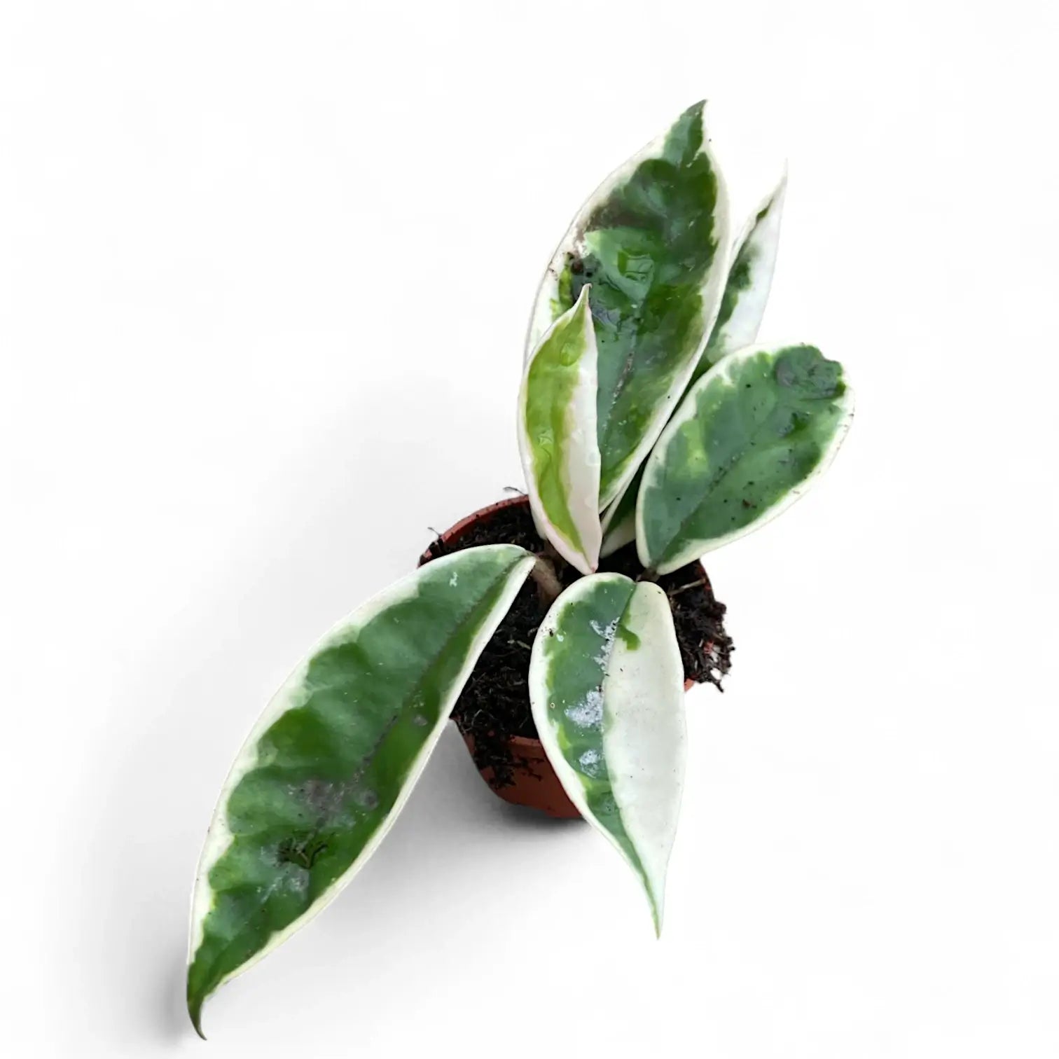 Hoya carnosa âSuzie Qâ Zimmerpflanze im Anzuchttopf vor weiĂem Hintergrund, Produktfoto 4.