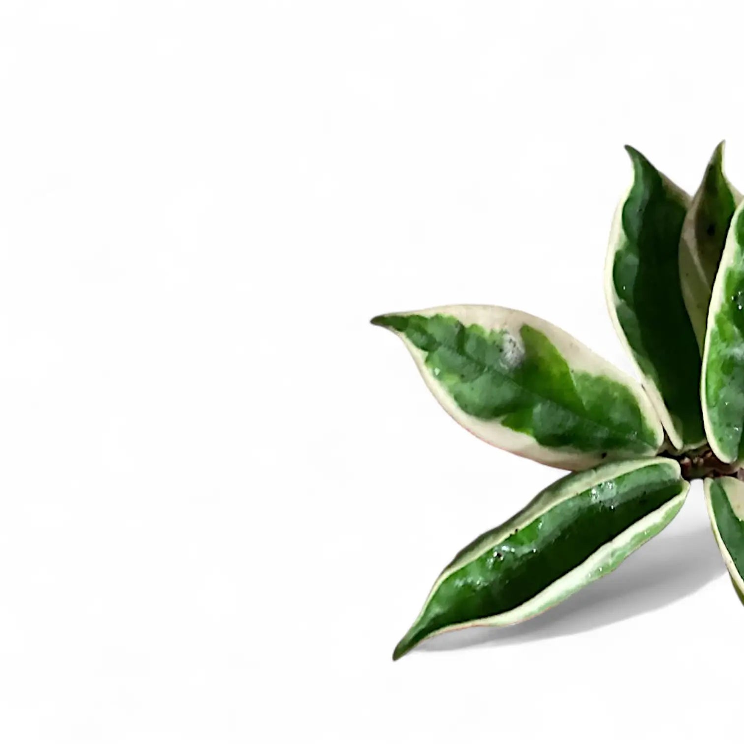 Hoya carnosa âSuzie Qâ Zimmerpflanze im Anzuchttopf vor weiĂem Hintergrund, Produktfoto 5.