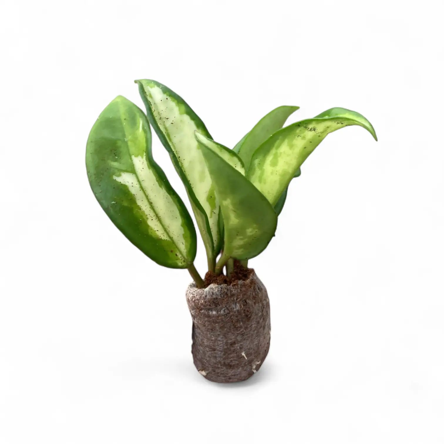 Hoya carnosa 'Tricolor Narrow Leaf' Zimmerpflanze im Anzuchttopf vor weißem Hintergrund, Produktfoto 4.