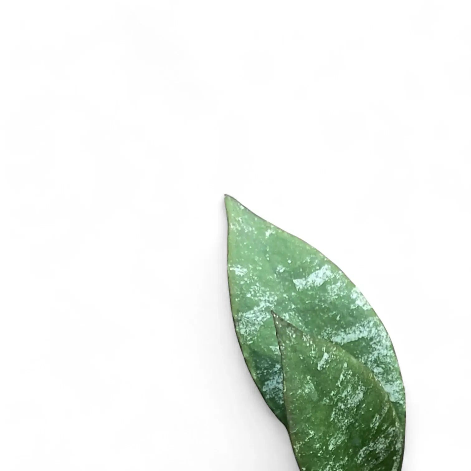 Hoya caudata 'Sumatra' aka 'Silver Stains' potted houseplant in nursery pot on white background, product photo 6.