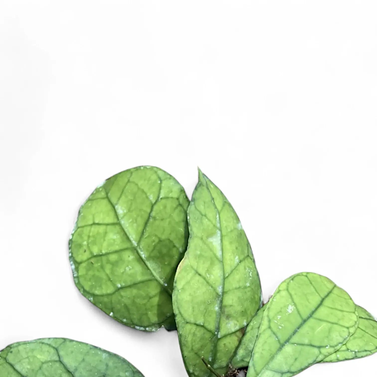 Hoya clemensiorum Kalimantan (Clone 1) – Blattdetail vor weißem Hintergrund..