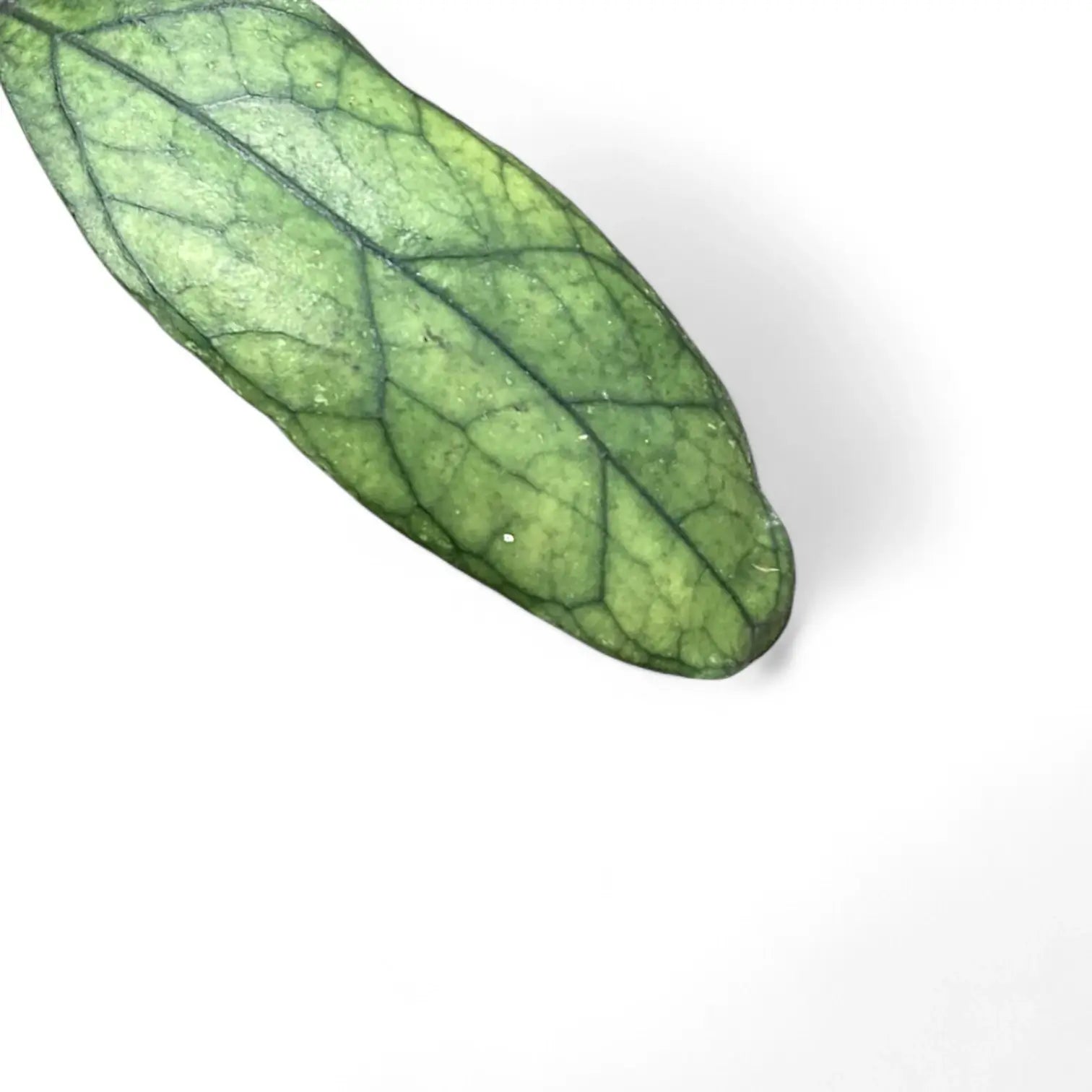 Hoya clemensiorum Kalimantan (Clone 2) leaf close-up on white background.