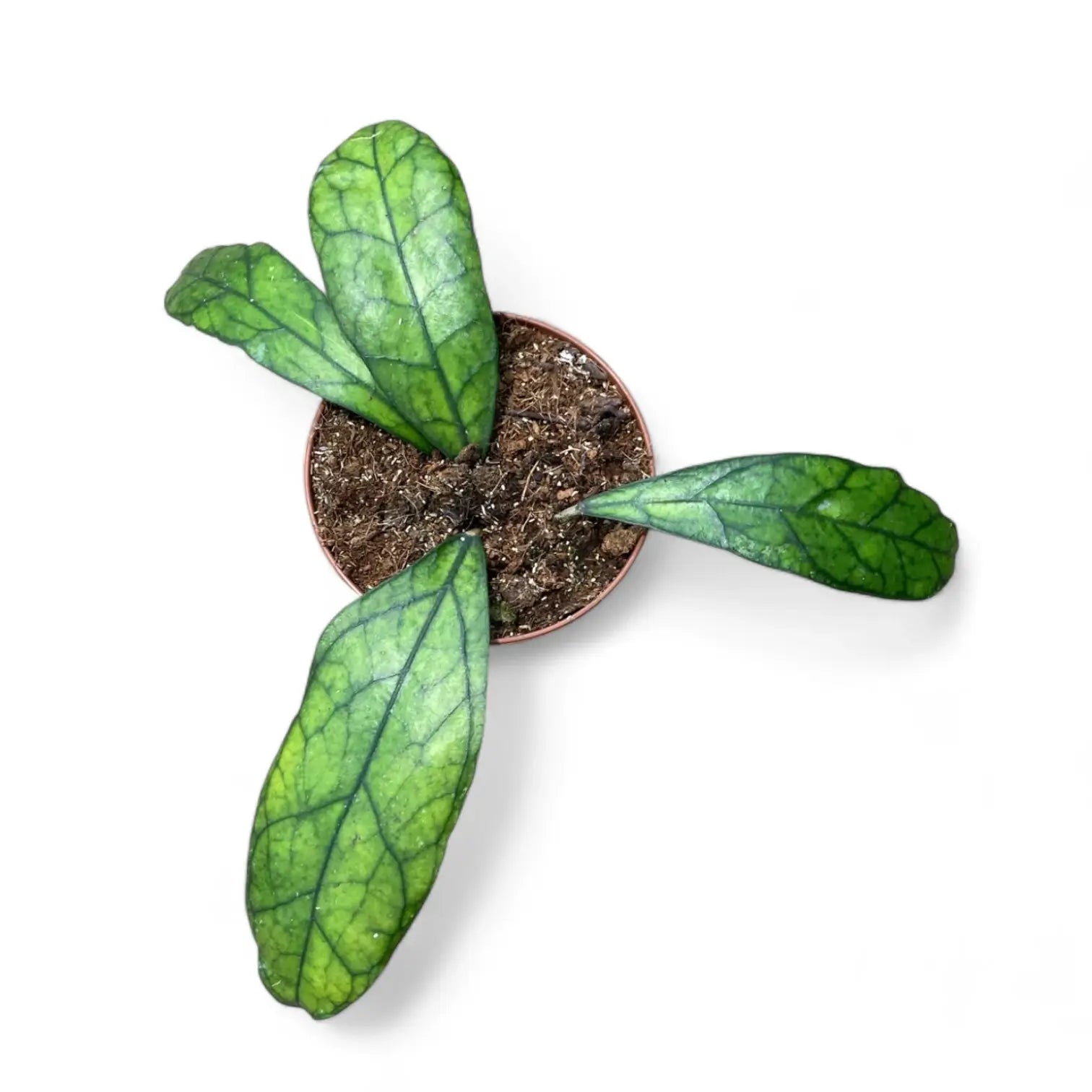 Hoya clemensiorum Kalimantan (Clone 2) potted houseplant in nursery pot on white background, product photo 2.