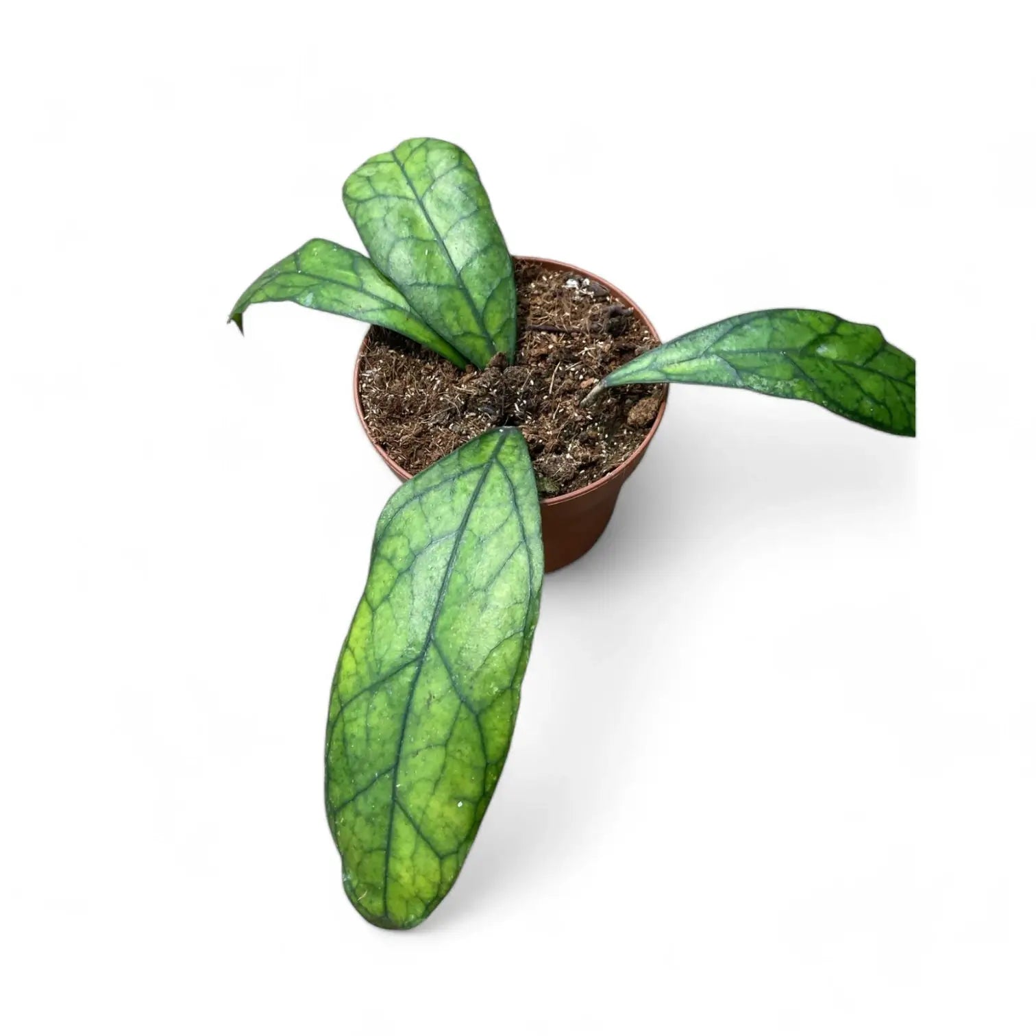 Hoya clemensiorum Kalimantan (Clone 2) potted houseplant in nursery pot on white background, product photo 3.