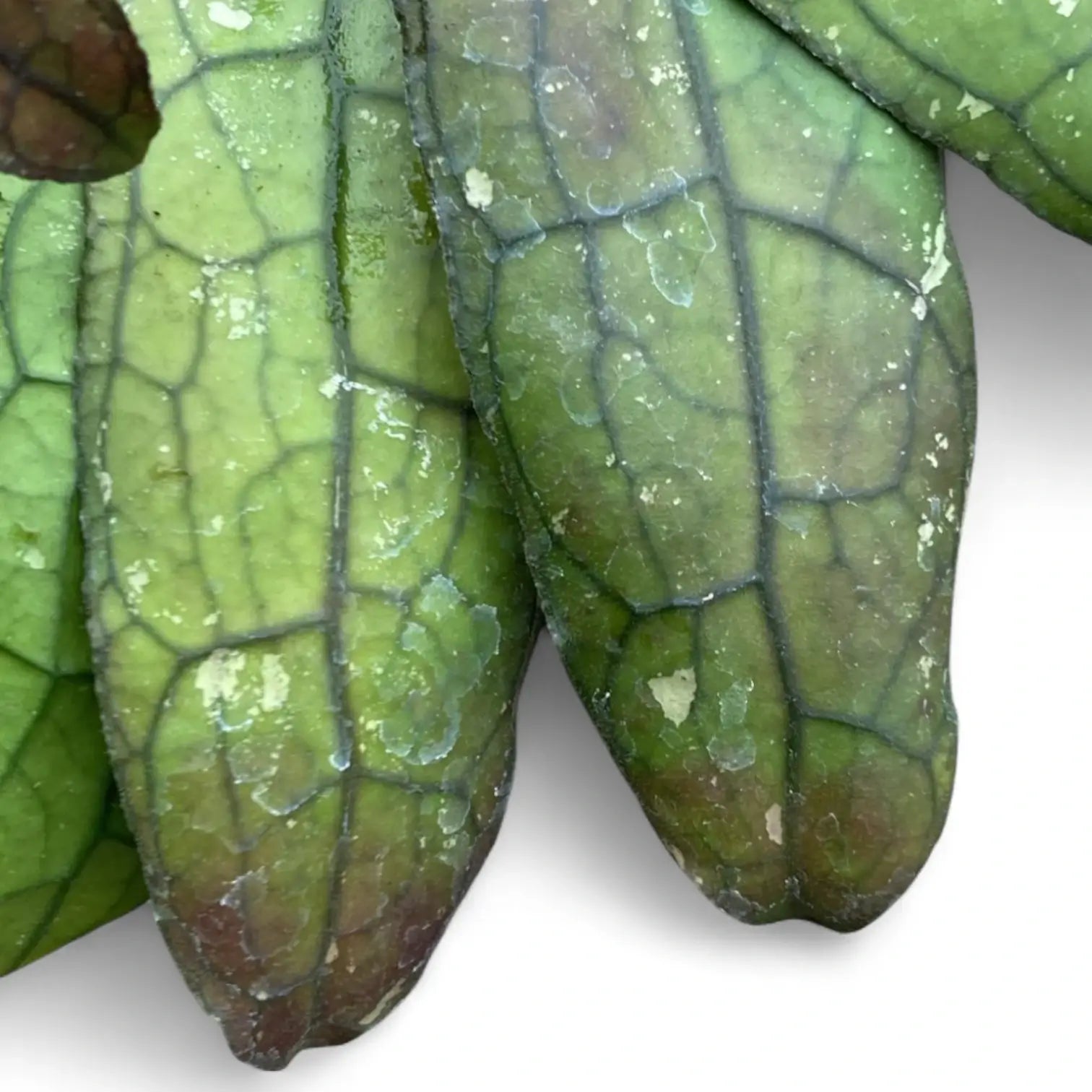 Hoya clemensiorum 'Round Leaf' â Blattdetail vor weiĂem Hintergrund..