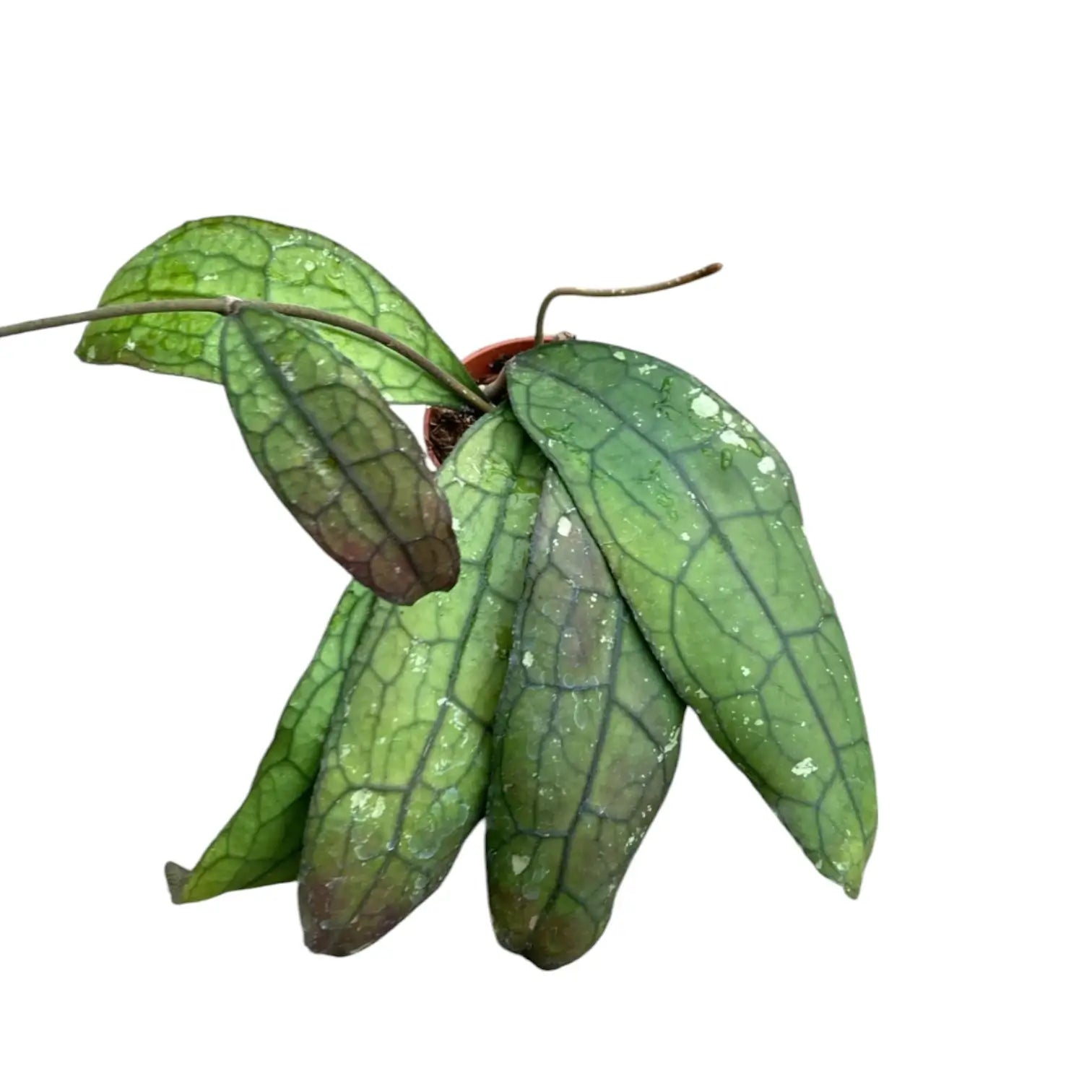 Hoya clemensiorum 'Round Leaf' Zimmerpflanze im Anzuchttopf vor weiĂem Hintergrund, Produktfoto 2.