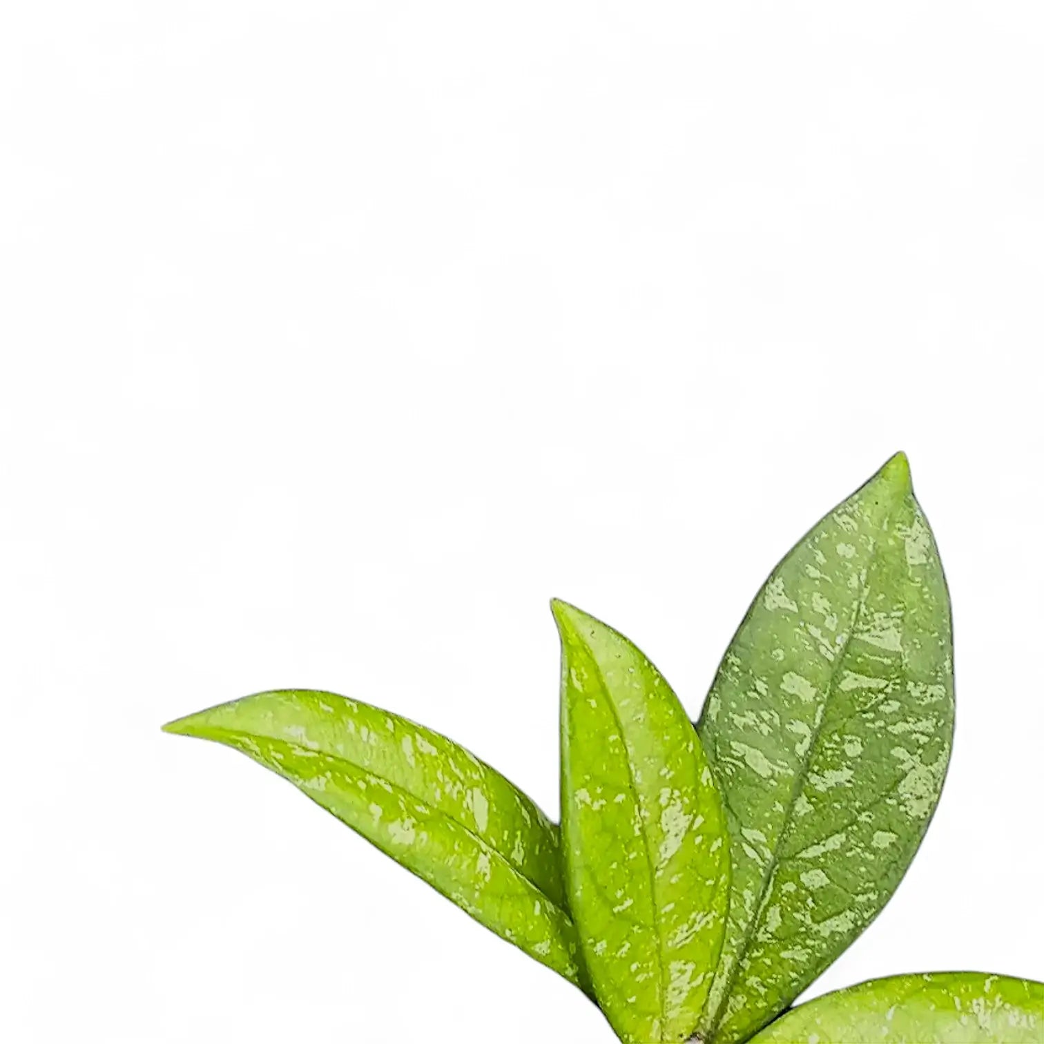 Hoya crassipetiolata 'Splash' Zimmerpflanze im Anzuchttopf vor weißem Hintergrund, Produktfoto 4.