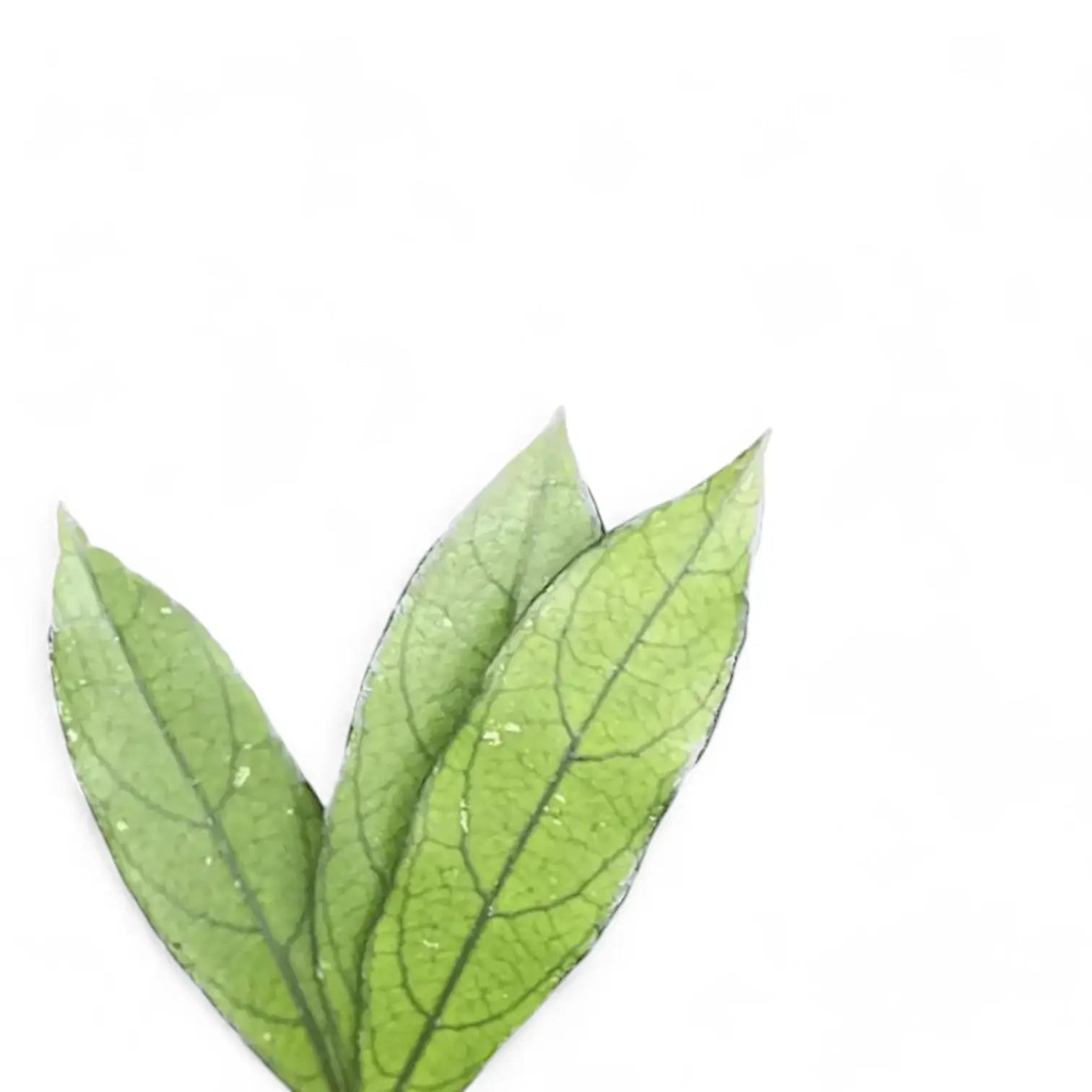 Hoya crassipetiolata (long leaf form) â Blattdetail vor weiĂem Hintergrund..